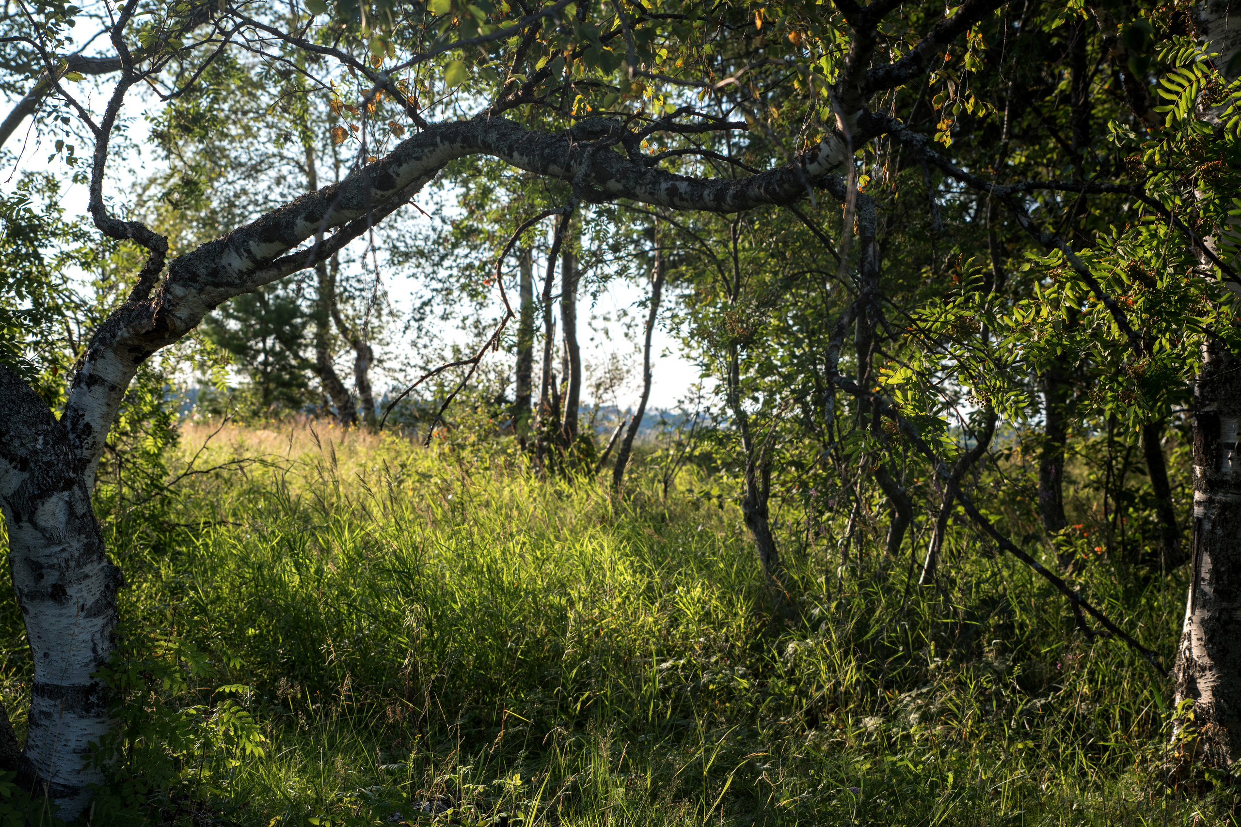 Лето. Фотограф в с. Ижма Республика Коми Терентьев Сергей