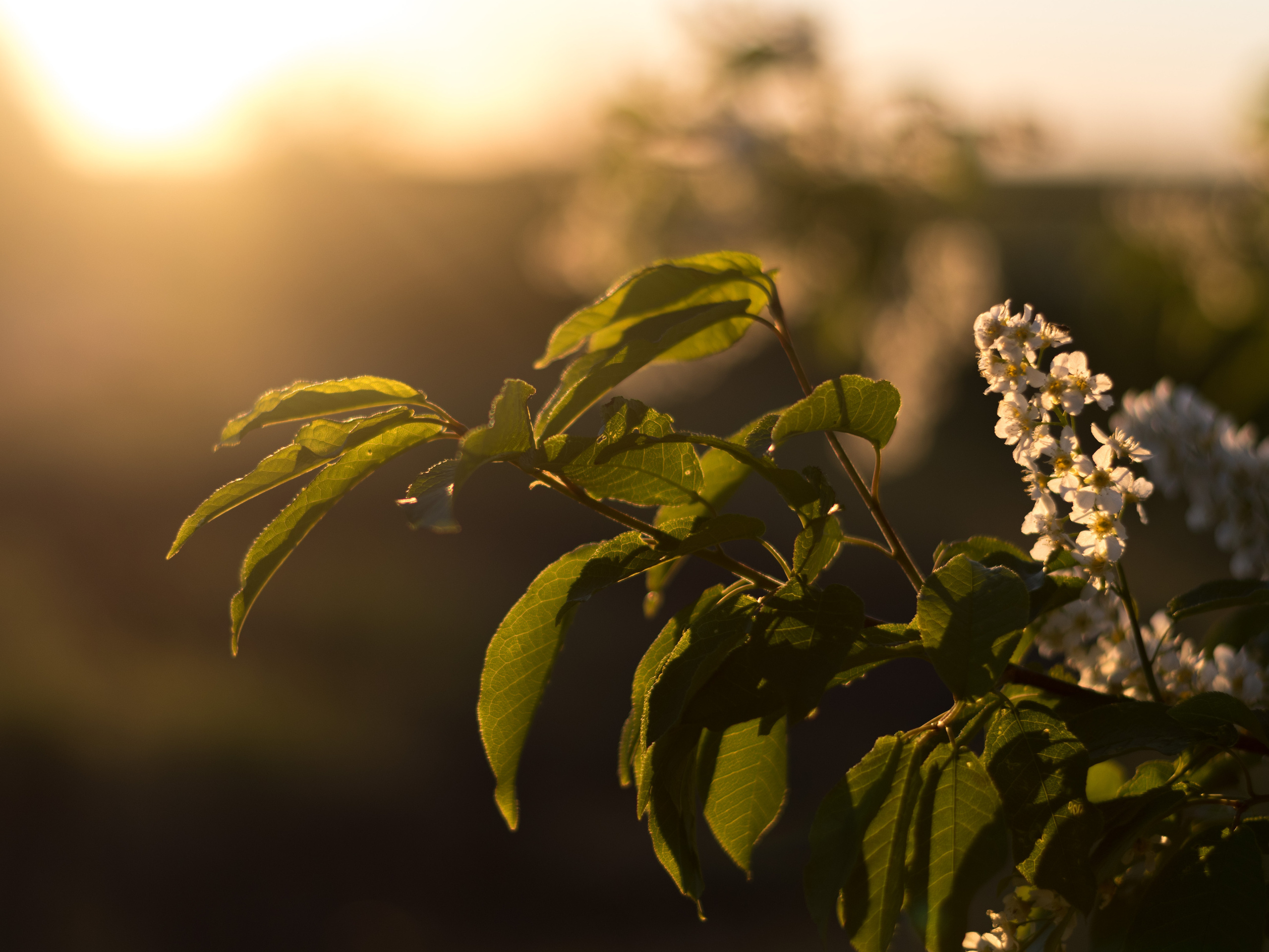 Черёмуха. Фотограф в с. Ижма Республика Коми Терентьев Сергей