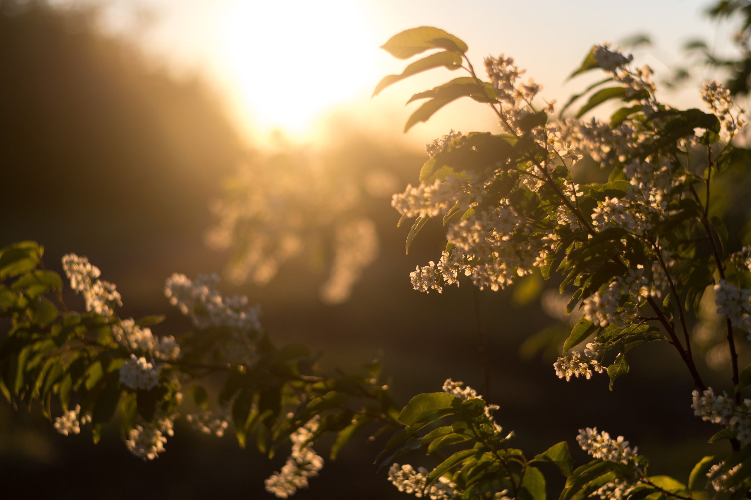 Природа. Фотограф в с. Ижма Республика Коми Терентьев Сергей