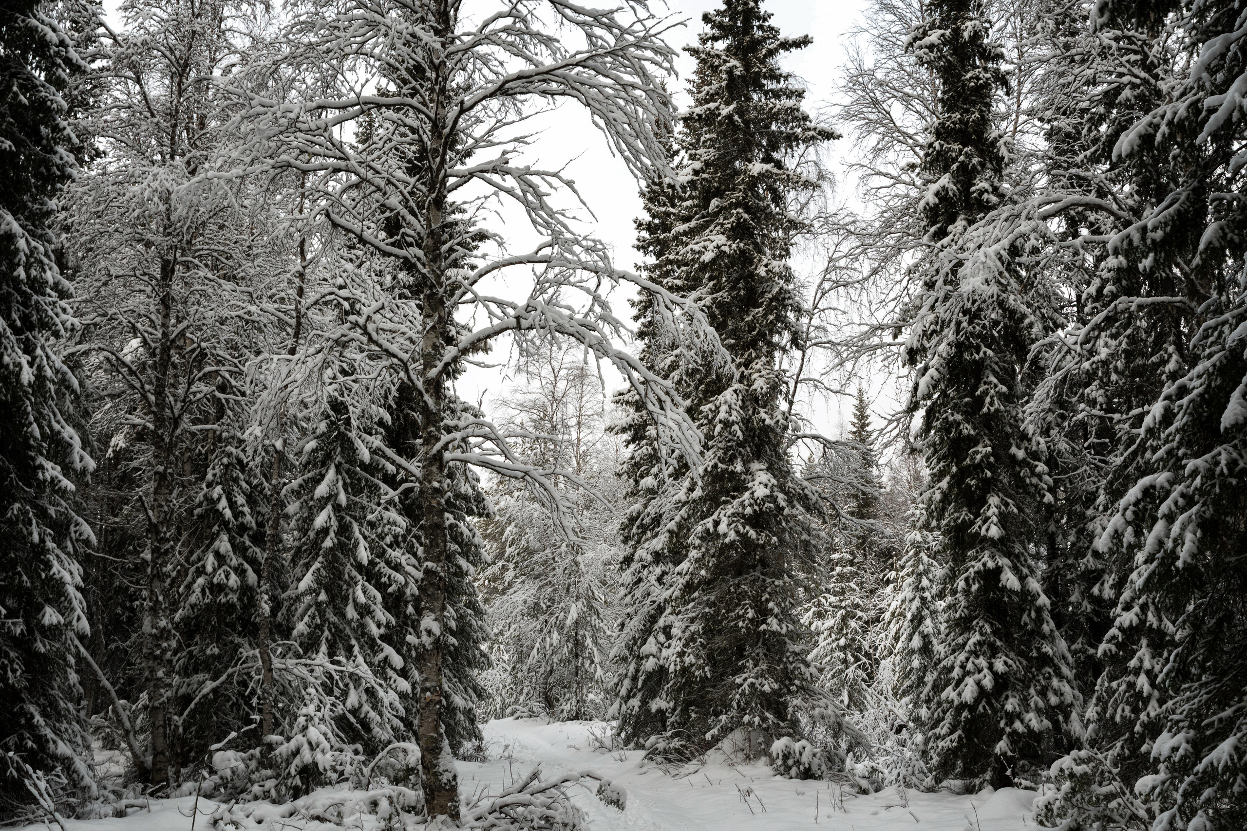 Разное. Фотограф в с. Ижма Республика Коми Терентьев Сергей