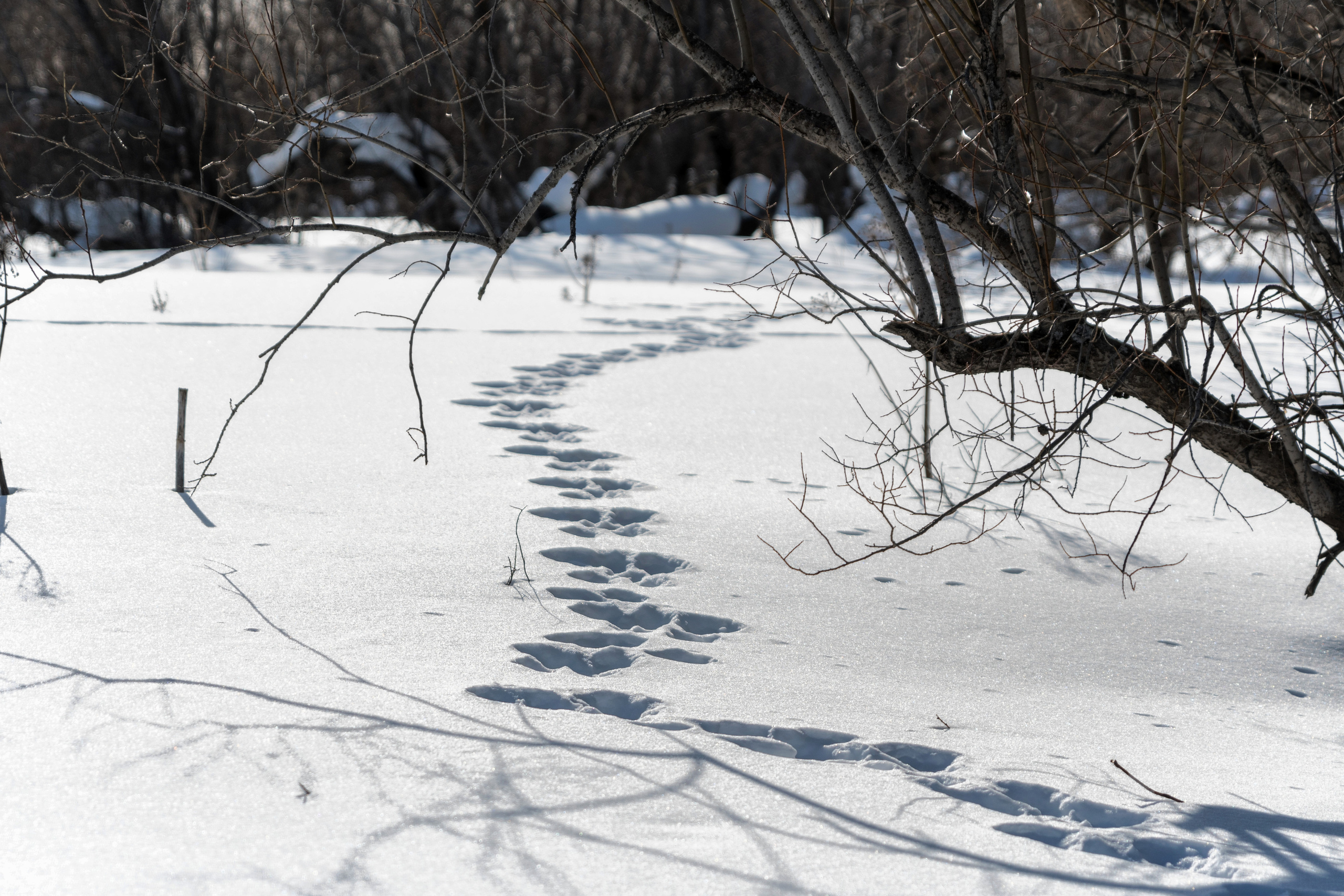 Зимняя дорога. Фотограф в с. Ижма Республика Коми Терентьев Сергей