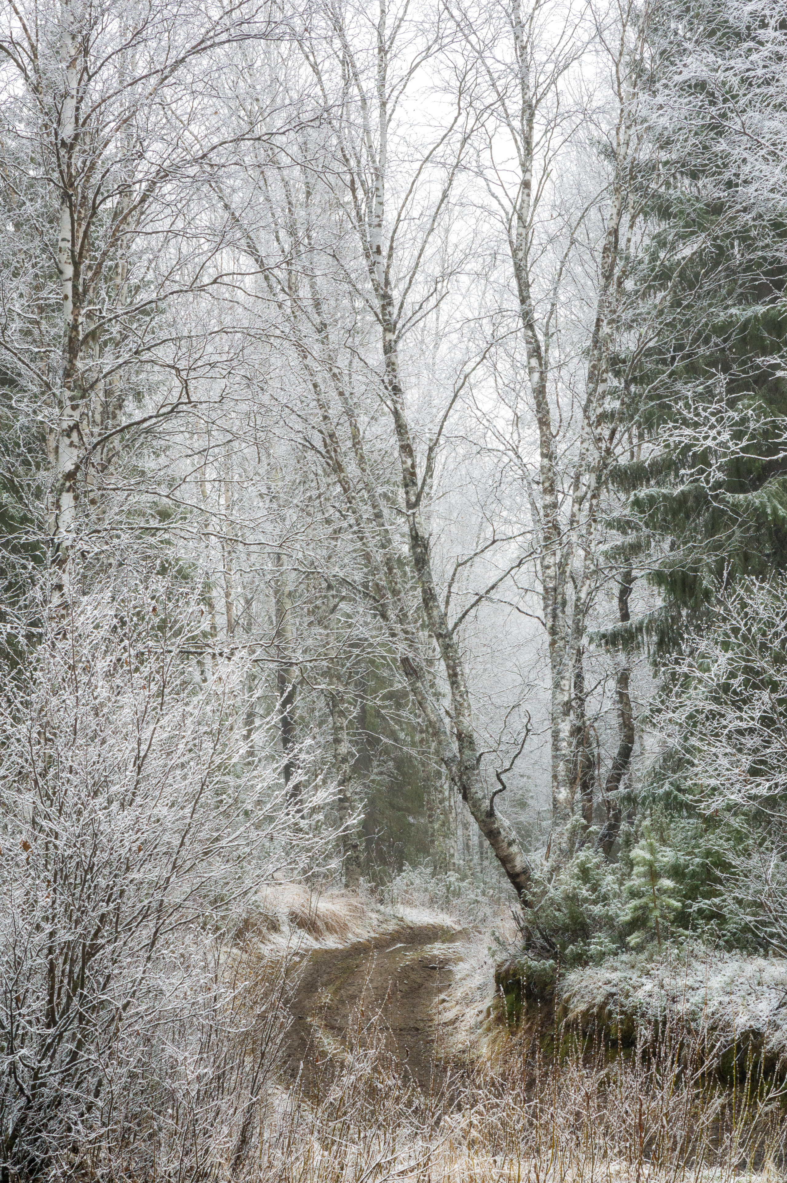 Разное. Фотограф в с. Ижма Республика Коми Терентьев Сергей
