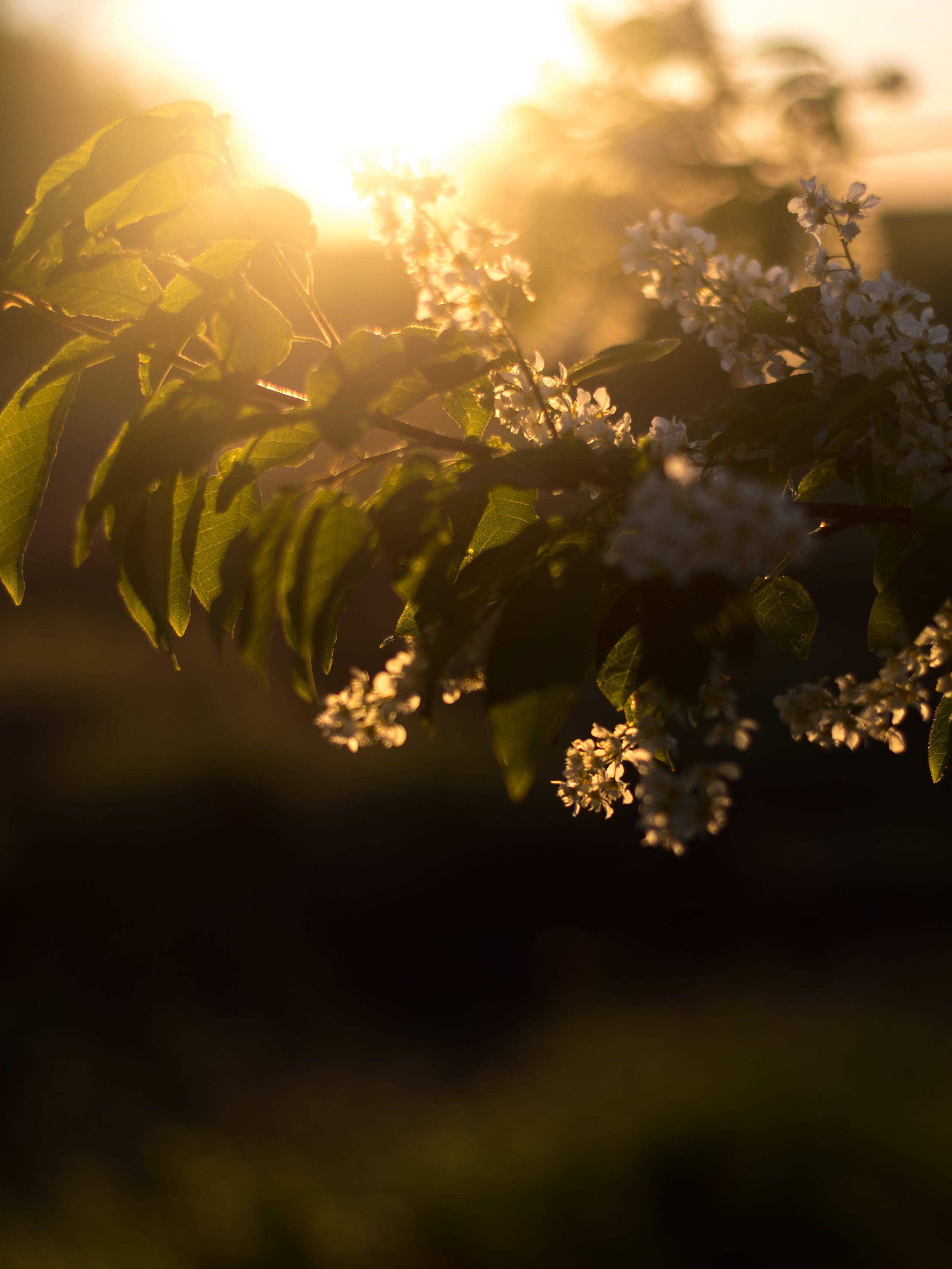 Черёмуха. Фотограф в с. Ижма Республика Коми Терентьев Сергей