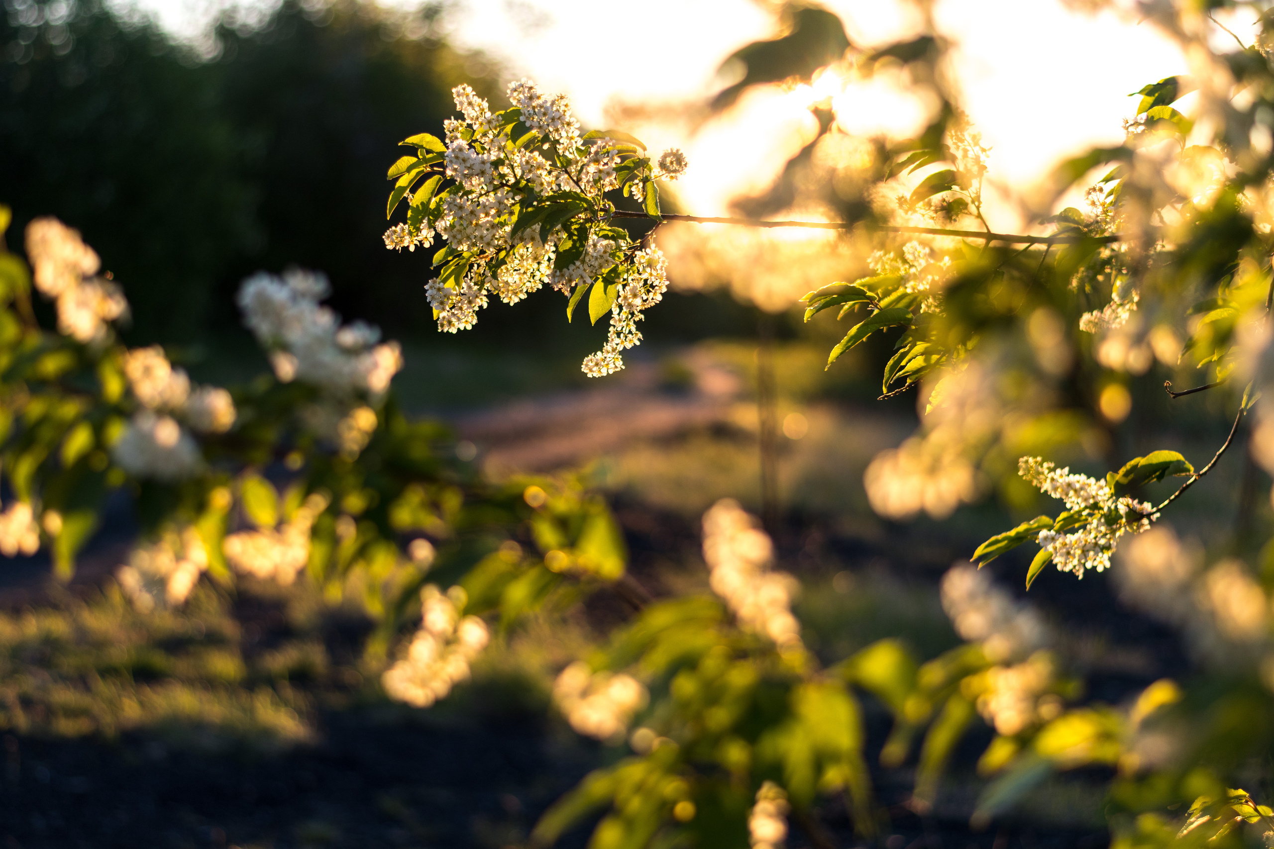 Черёмуха. Фотограф в с. Ижма Республика Коми Терентьев Сергей