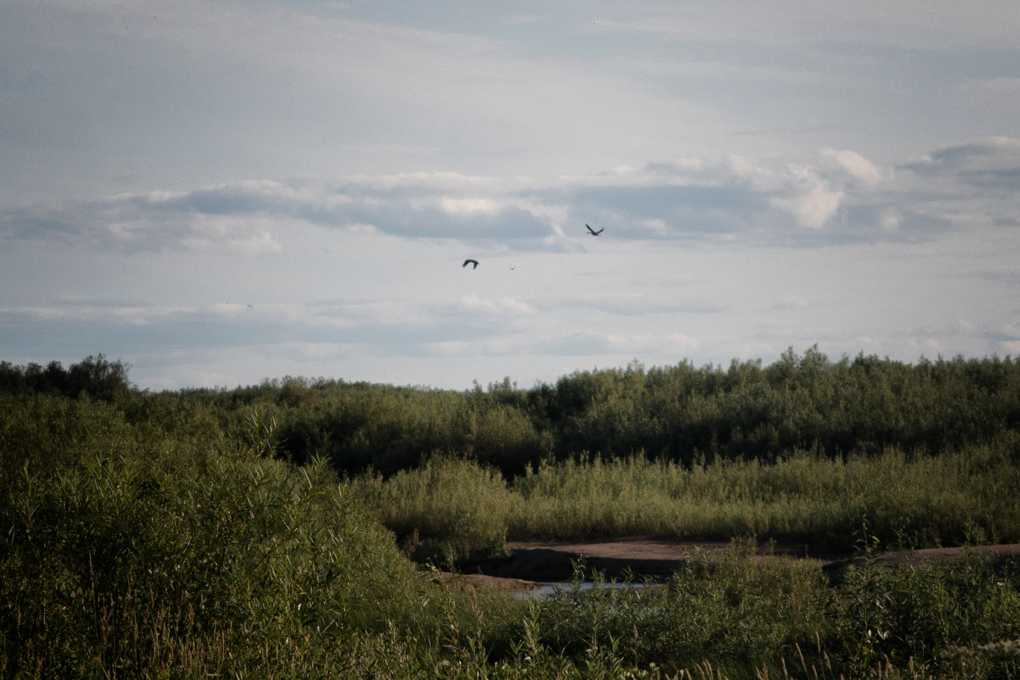 Лето. Фотограф в с. Ижма Республика Коми Терентьев Сергей