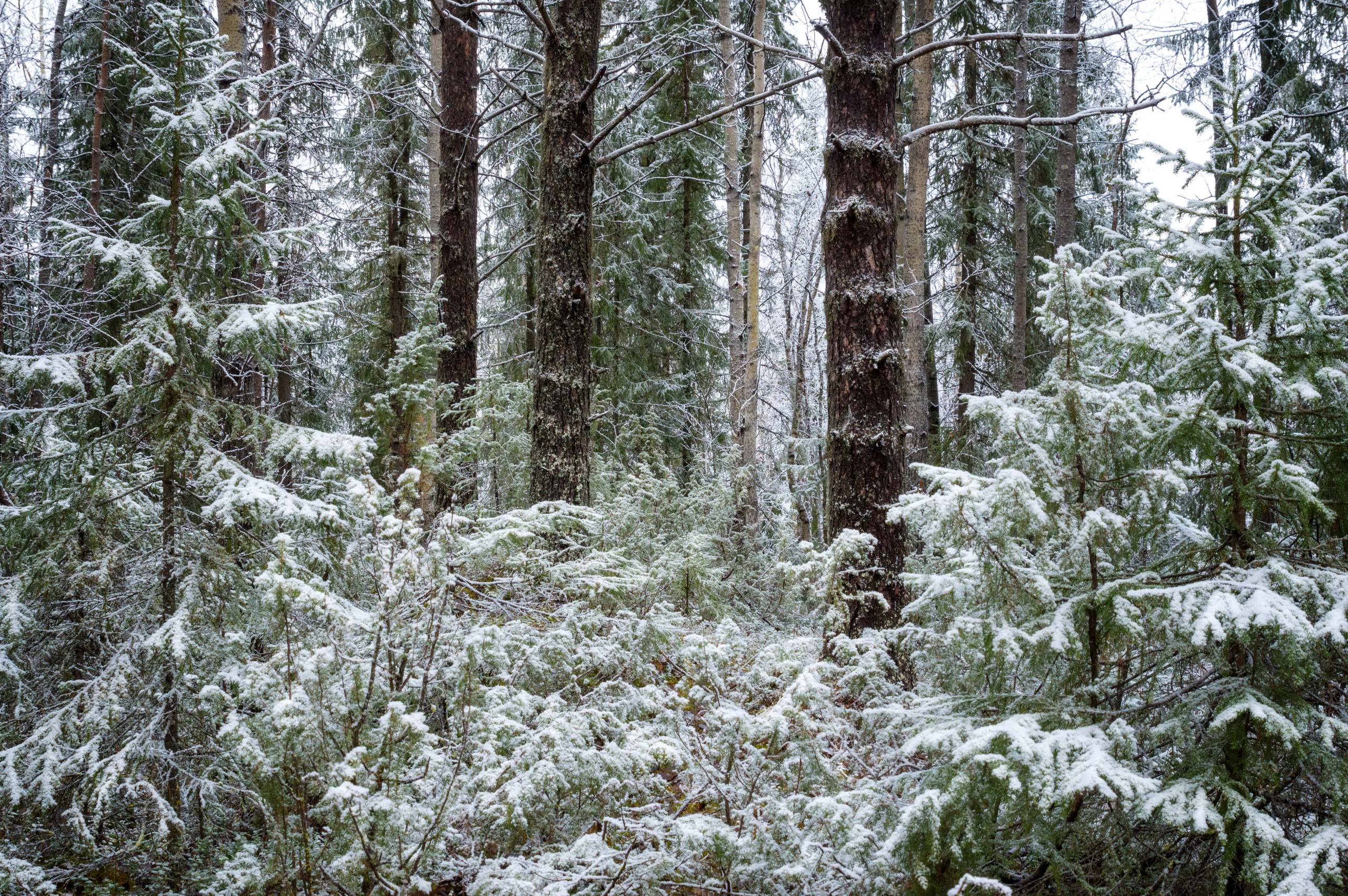 Разное. Фотограф в с. Ижма Республика Коми Терентьев Сергей