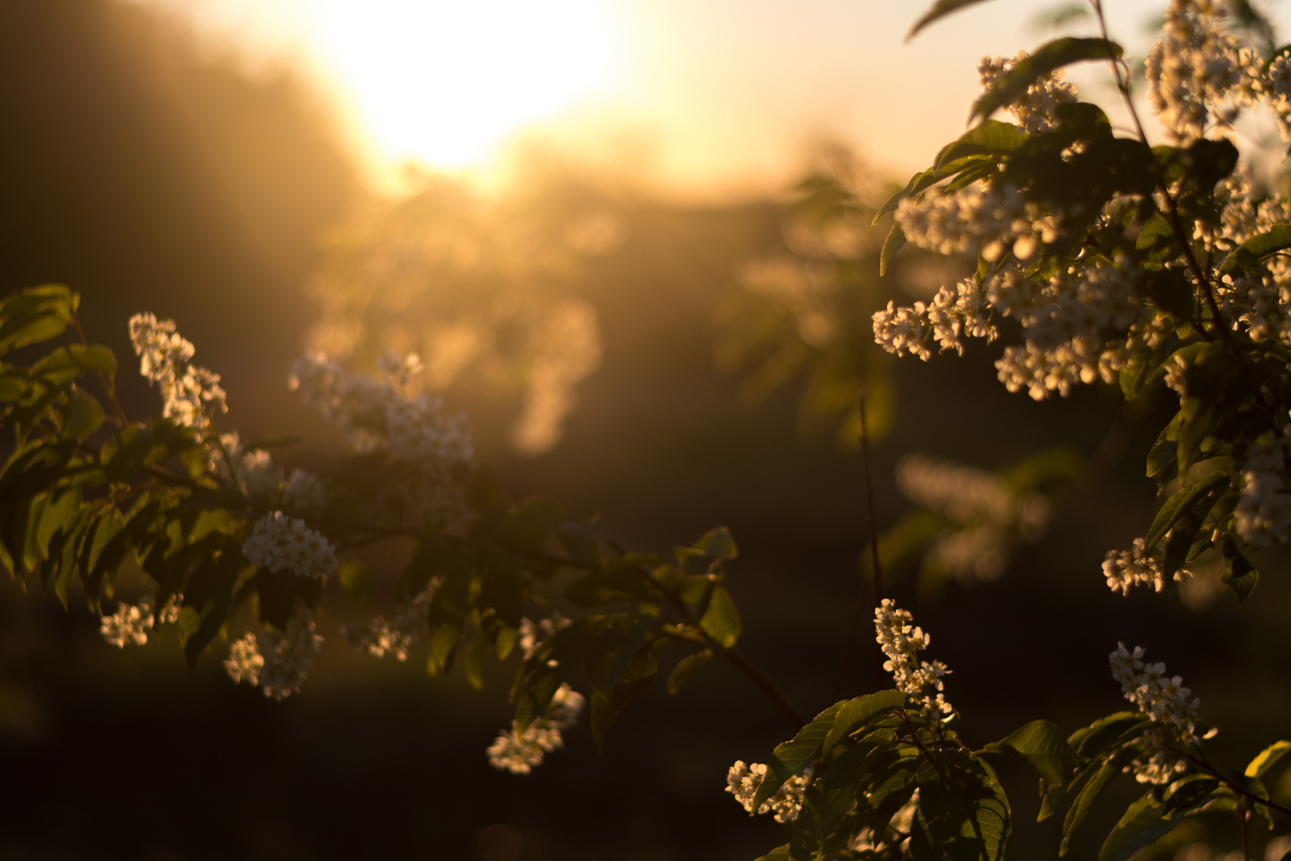 Черёмуха. Фотограф в с. Ижма Республика Коми Терентьев Сергей