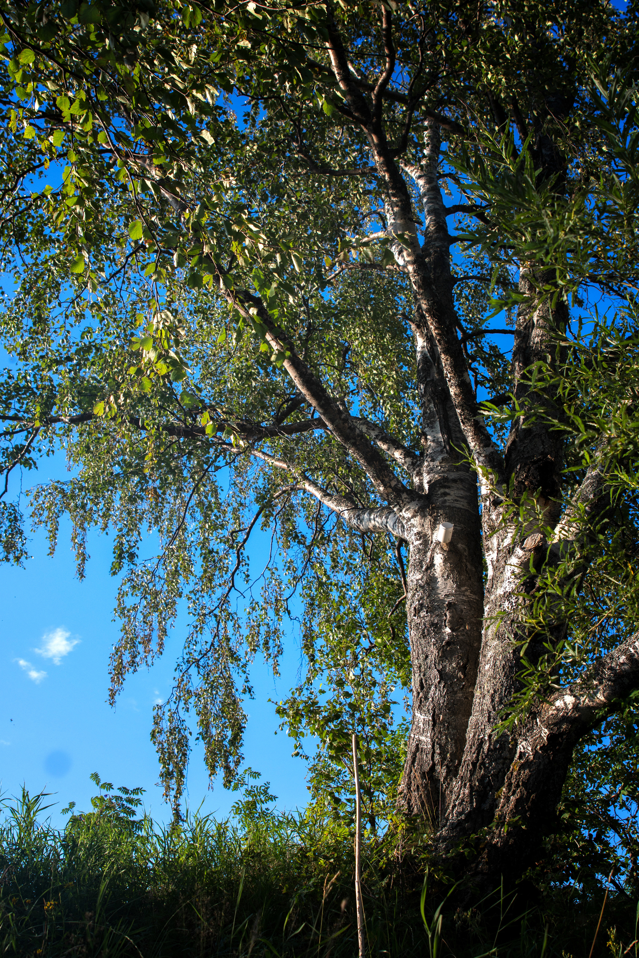 Лето. Фотограф в с. Ижма Республика Коми Терентьев Сергей