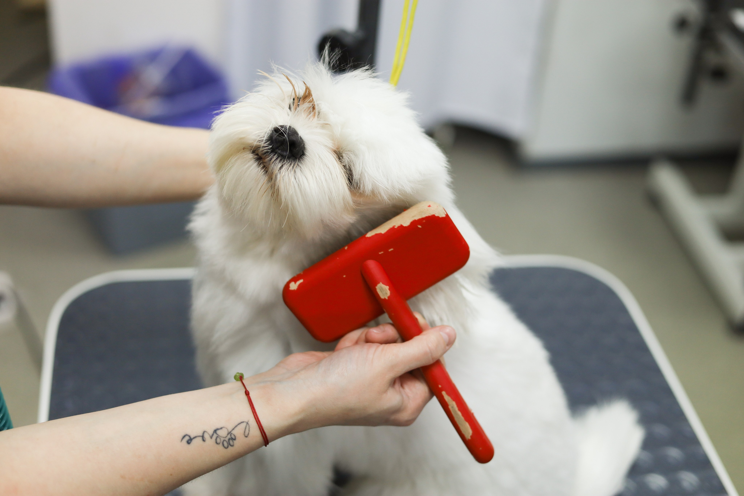 Груминг салон / Моська. Фотограф Мурманск | Нижний Новгород • Анна Хижняк