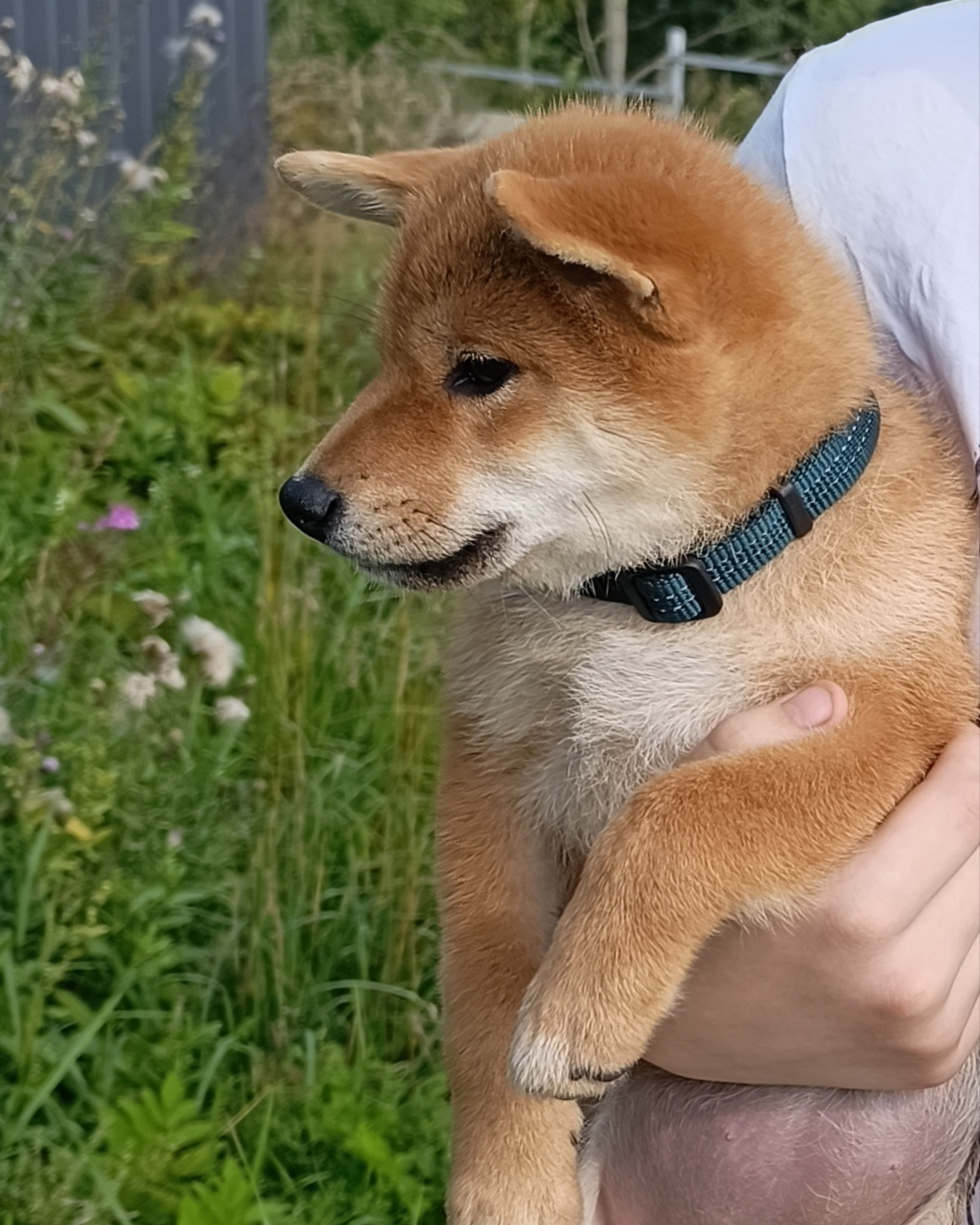 сиба питомник Рубилайт щенки на продажу rubylight  сиба щенки купить СПб Санкт-Петербург 