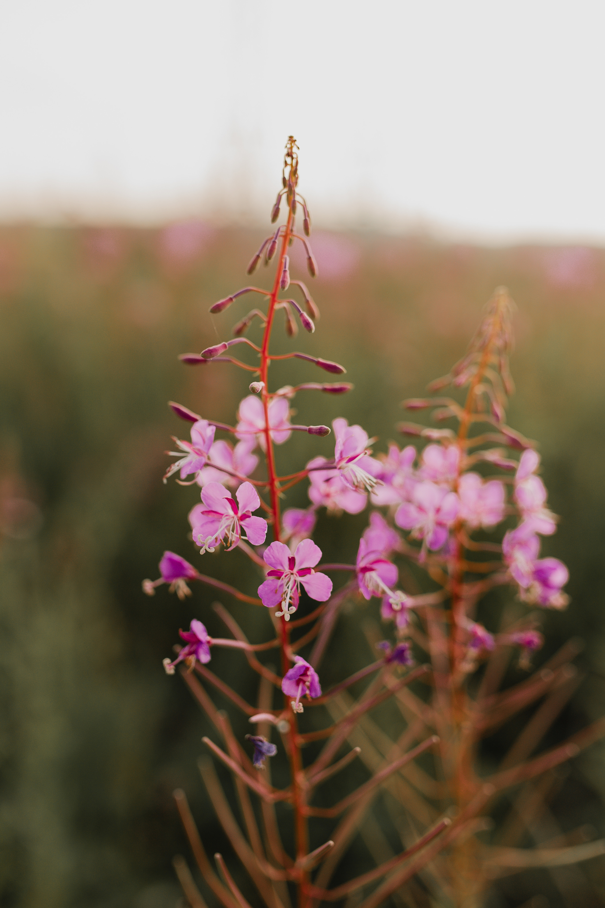 Ирина Женя и Софа. Фотограф Челябинск Юлия Ермакова