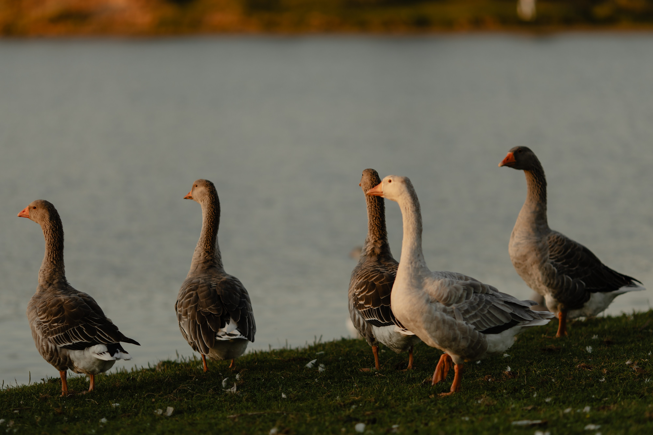 Максим & Даша. Дмитрий Позняк — свадебный фотограф в Брянске. Личный сайт фотографа