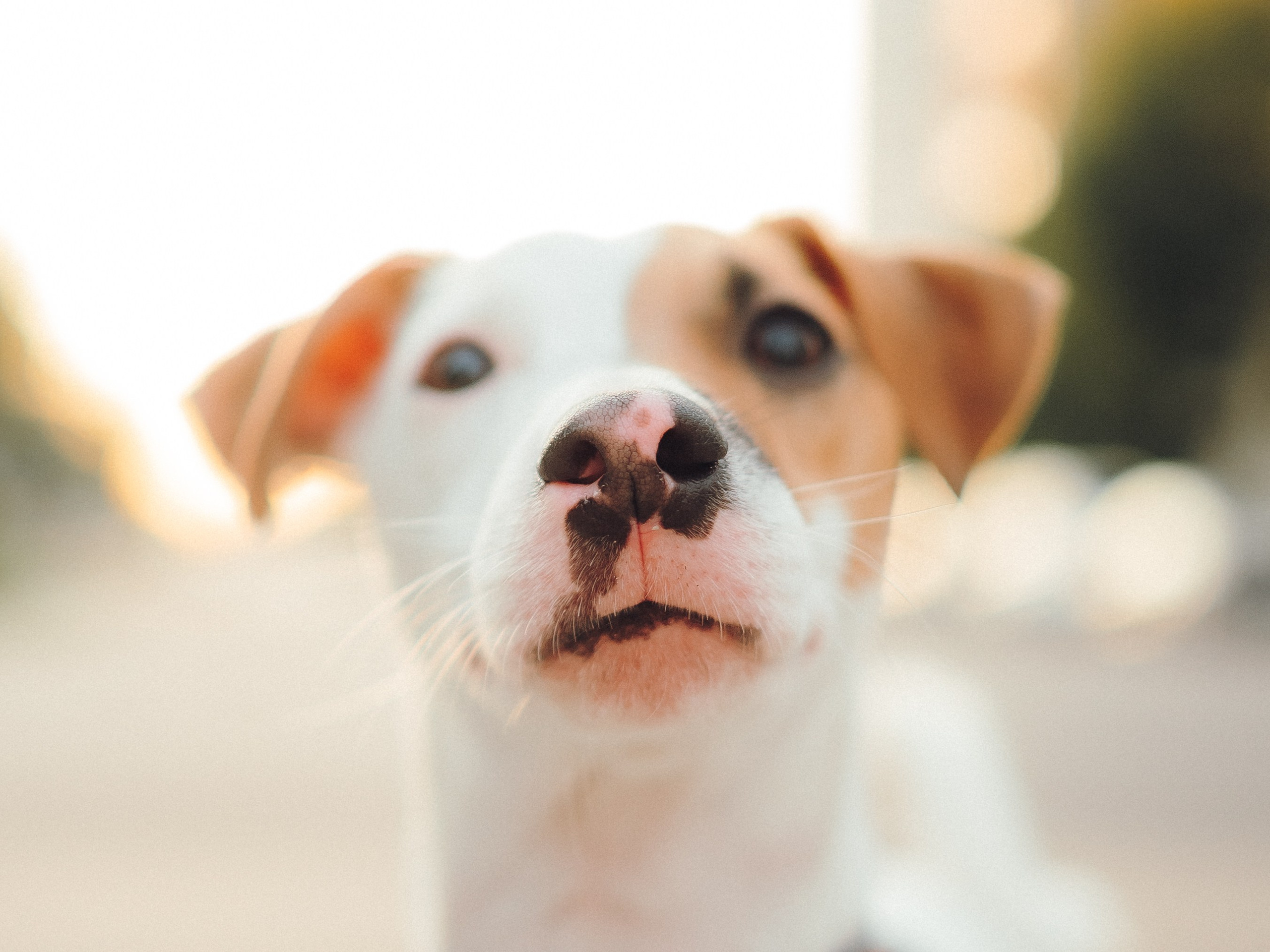 Алена, Илья, Даня и Данте. Семейный фотограф анималист Ананьева Мария — Москва