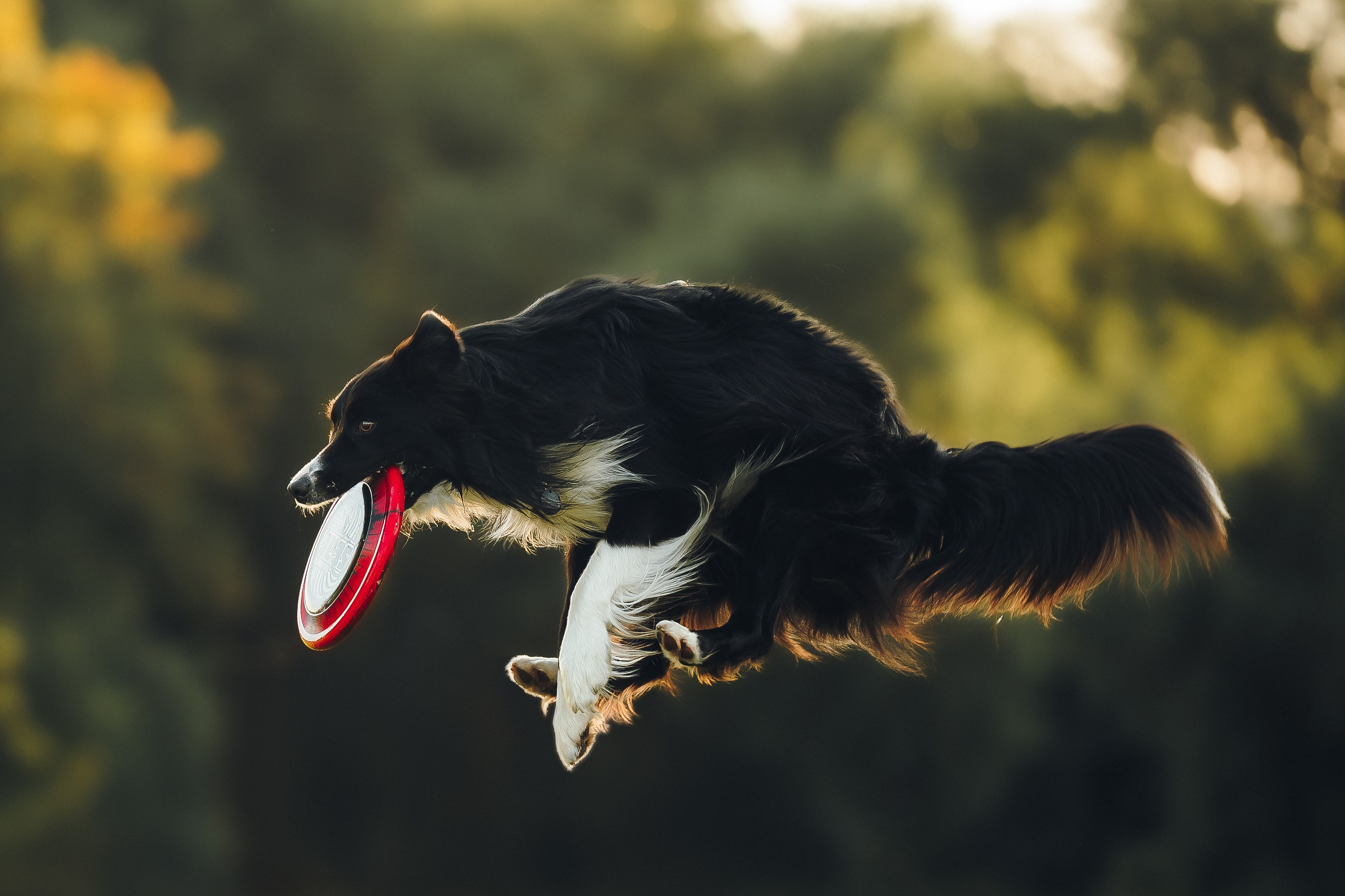 Марина и Эдж. Семейный фотограф анималист Ананьева Мария — Москва