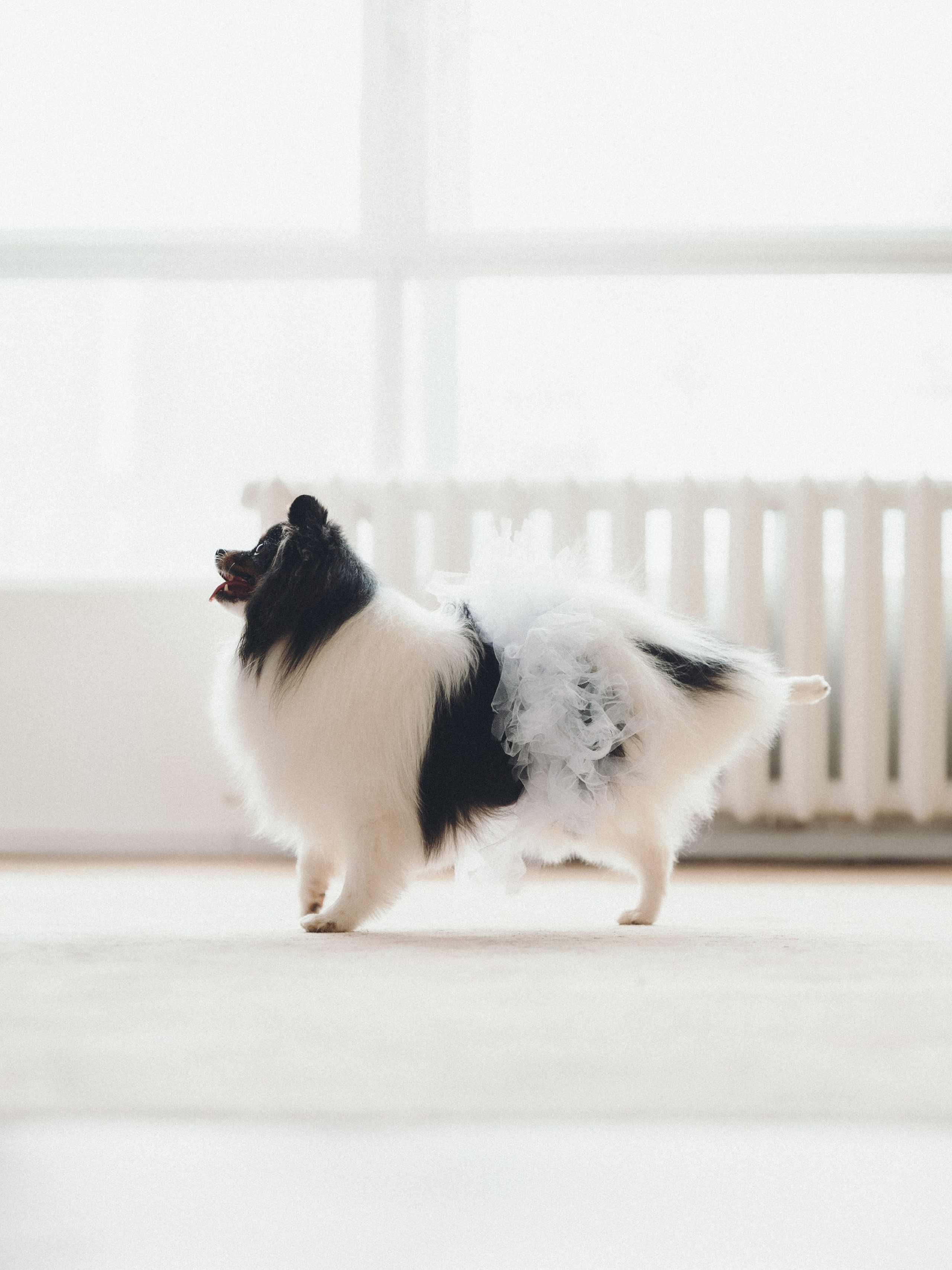 Алена и Люси. Семейный фотограф анималист Ананьева Мария — Москва