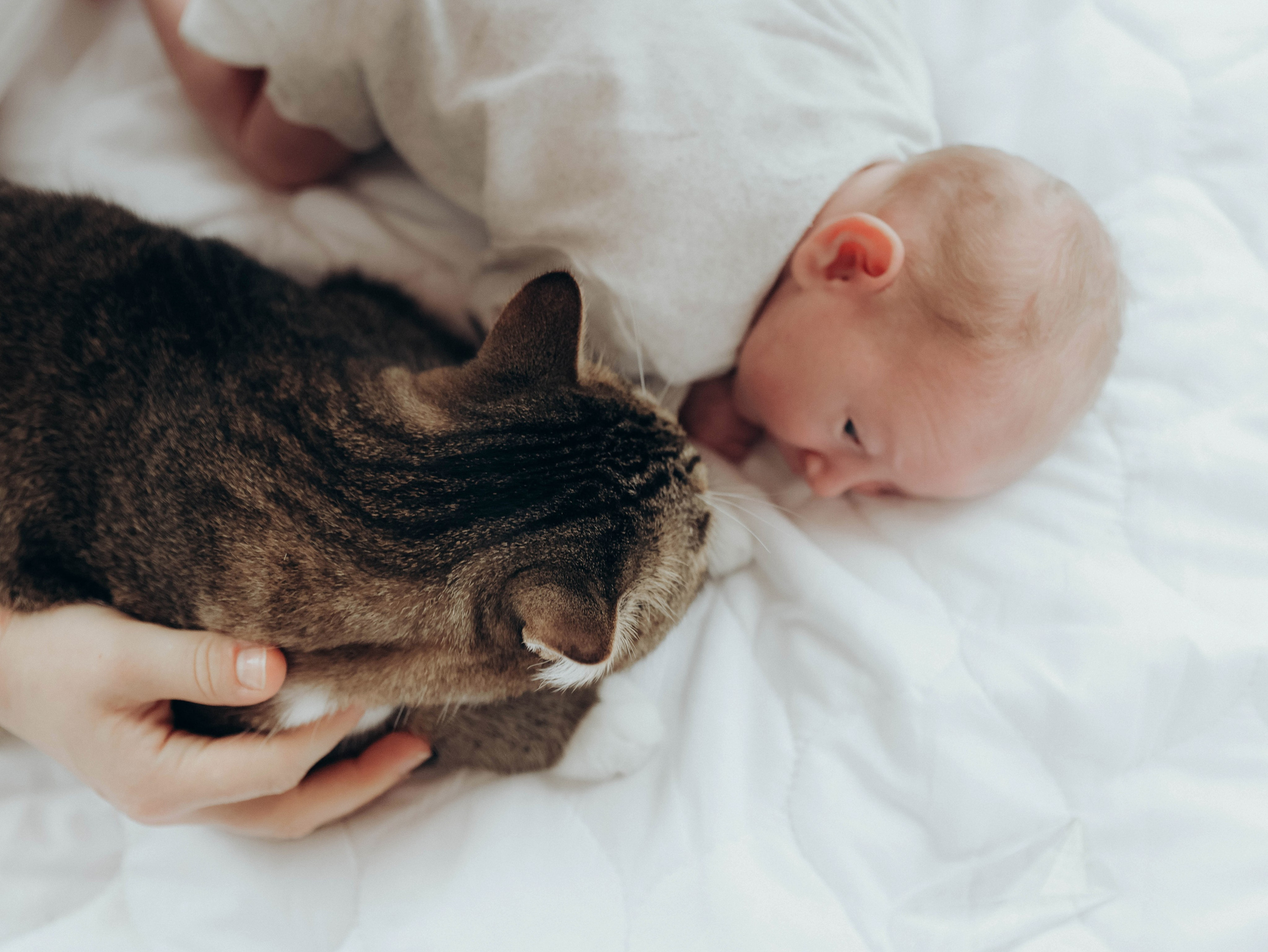 Любовь и котики. Мультифотограф Динара Ахмедзянова