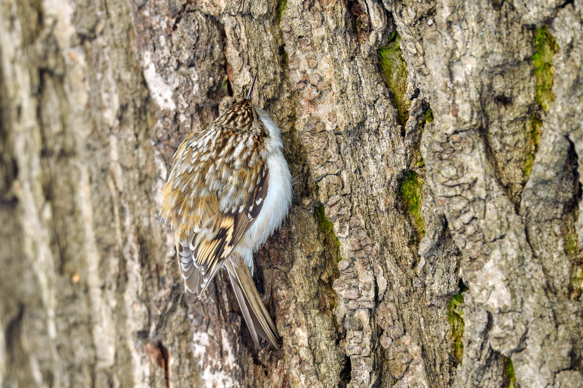 Удивительные мир птиц. Вокруг нас столько прекрасного — присмотритесь!. Ваш личный фотограф Марина Волкова