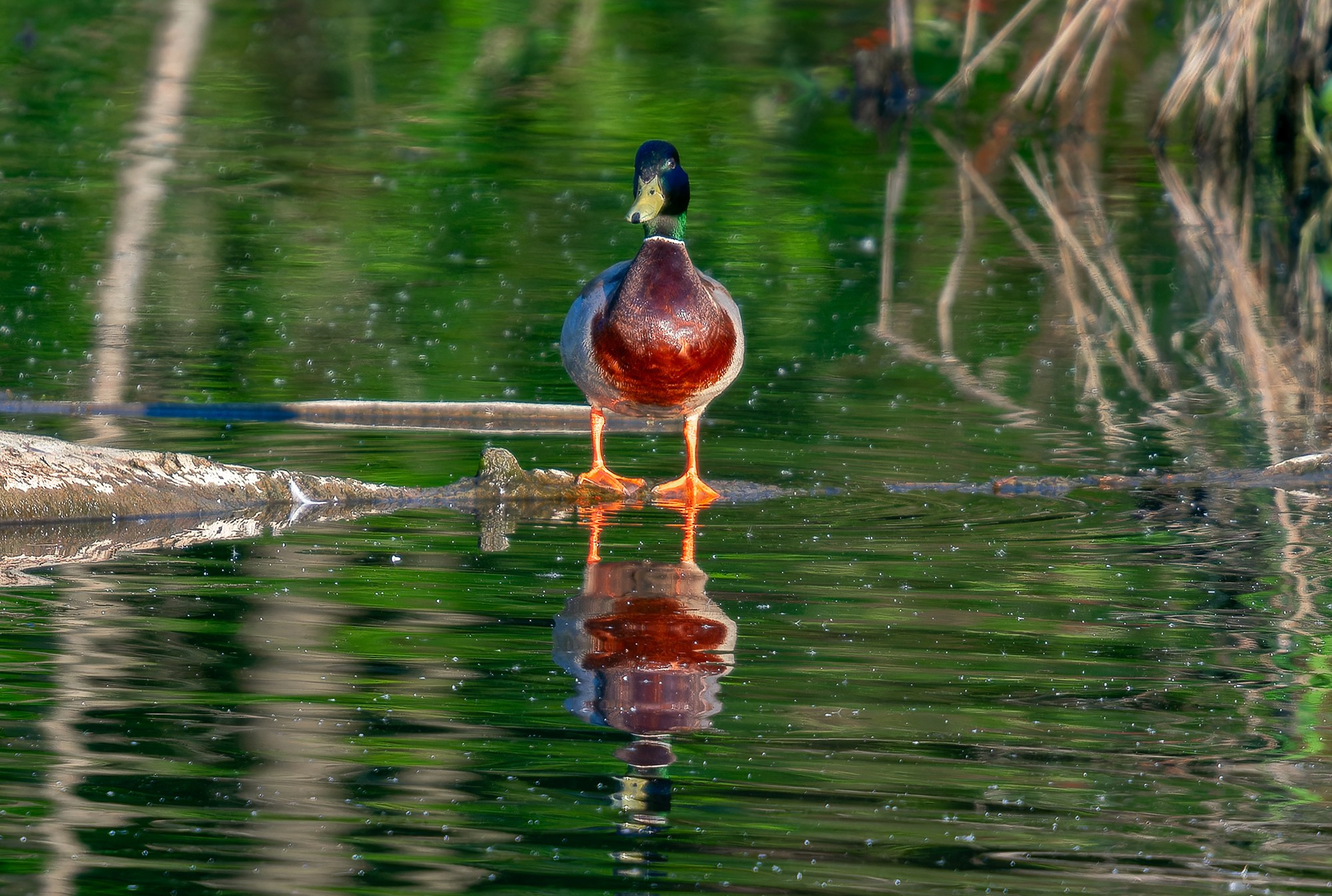 Удивительные мир птиц. Вокруг нас столько прекрасного — присмотритесь!. Ваш личный фотограф Марина Волкова