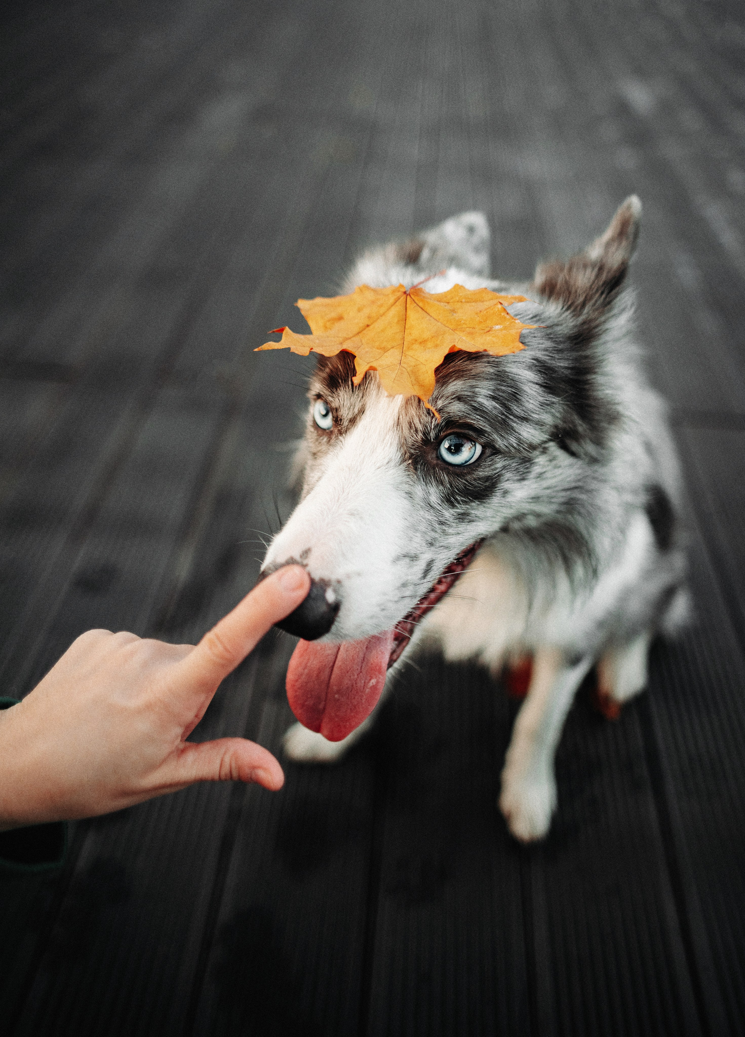 Диана и Робин. Фотограф-анималист Богданова Полина