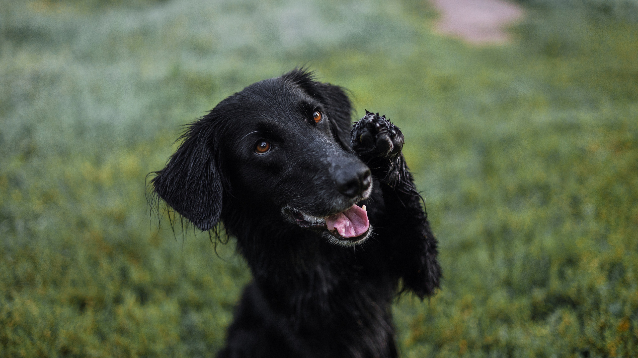 Лиза и Коди. Фотограф-анималист Богданова Полина