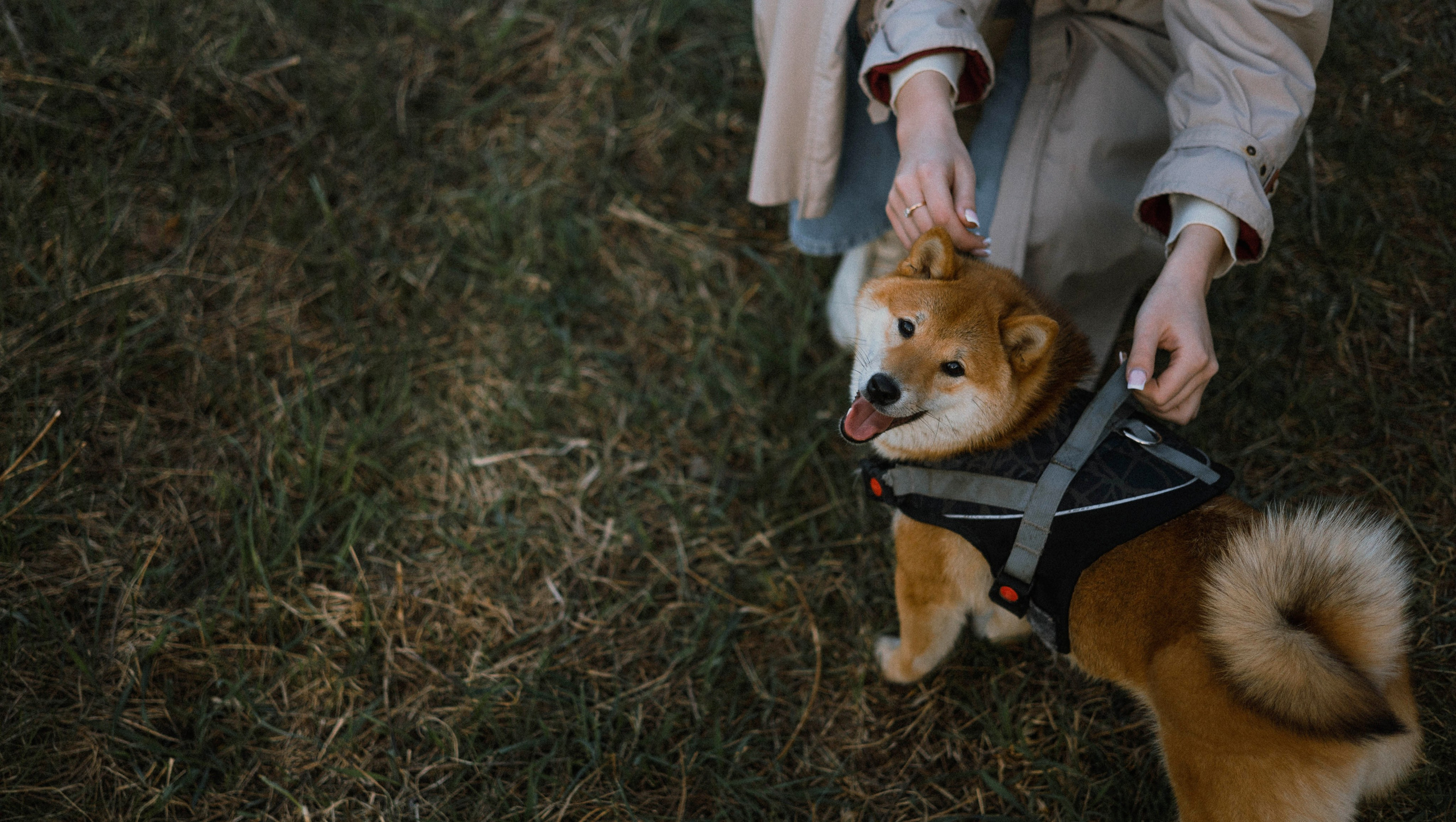 Аня и Шани. Фотограф-анималист Богданова Полина