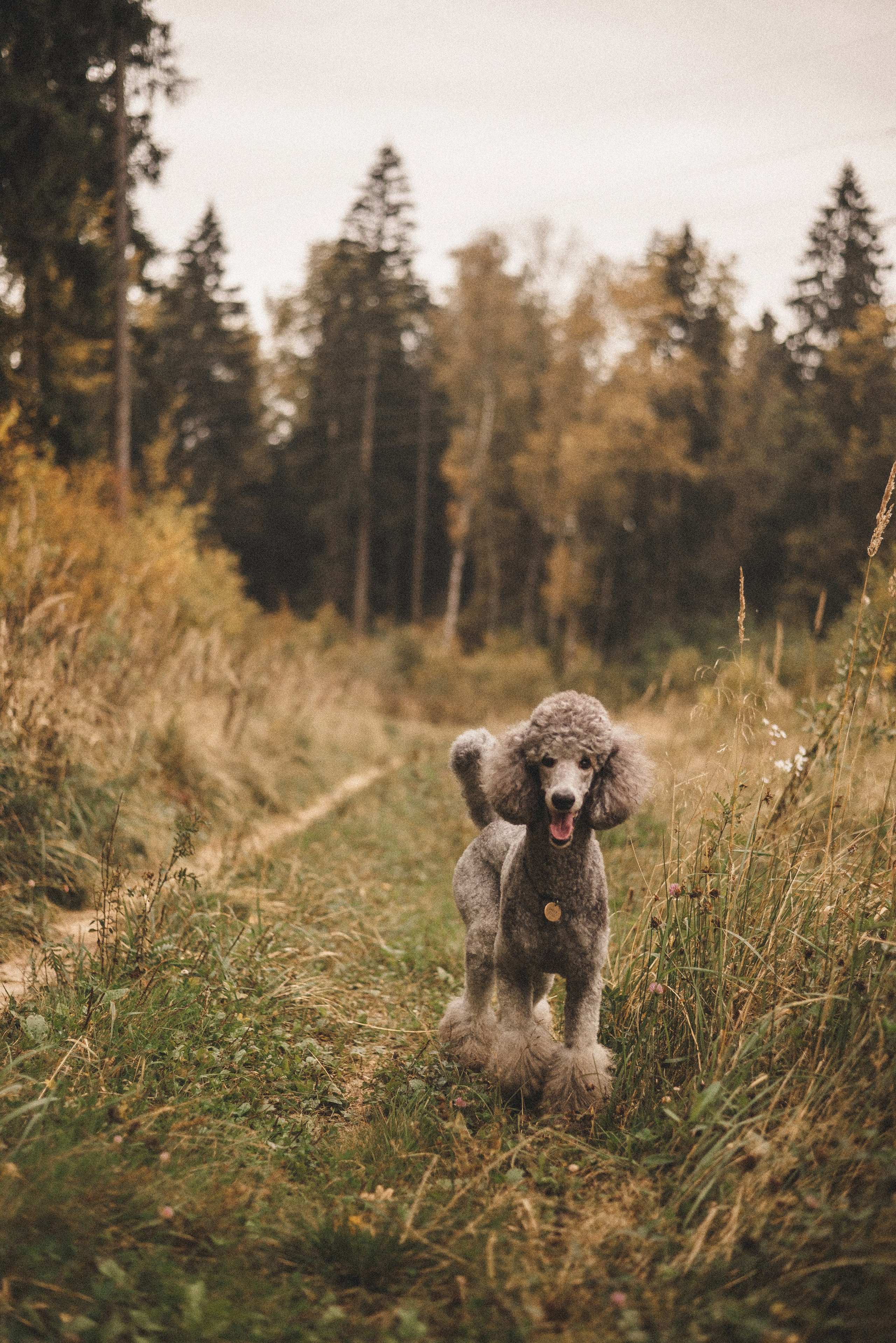 Алёна и Смоки. Фотограф-анималист Богданова Полина