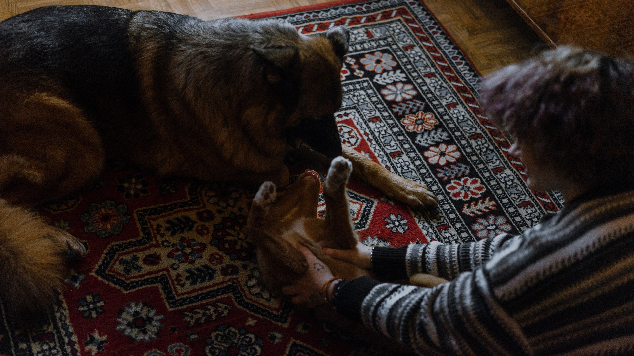 Лера, Реджи и Ральф. Фотограф-анималист Богданова Полина