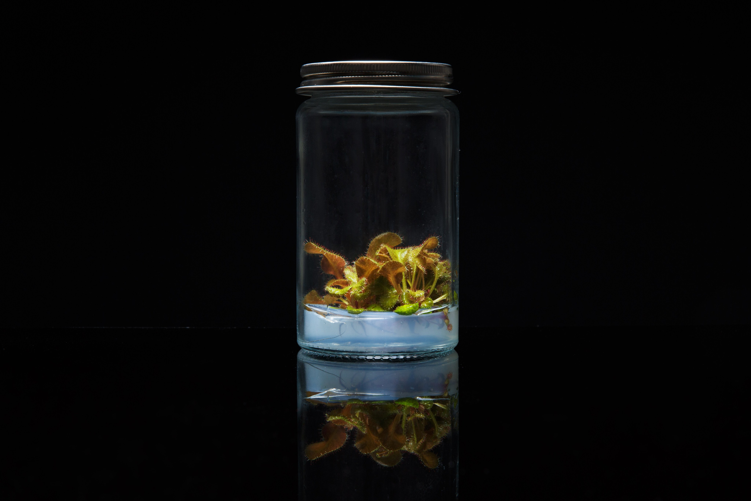 Alzymologist Oy. Elena Yavorskaya Photography