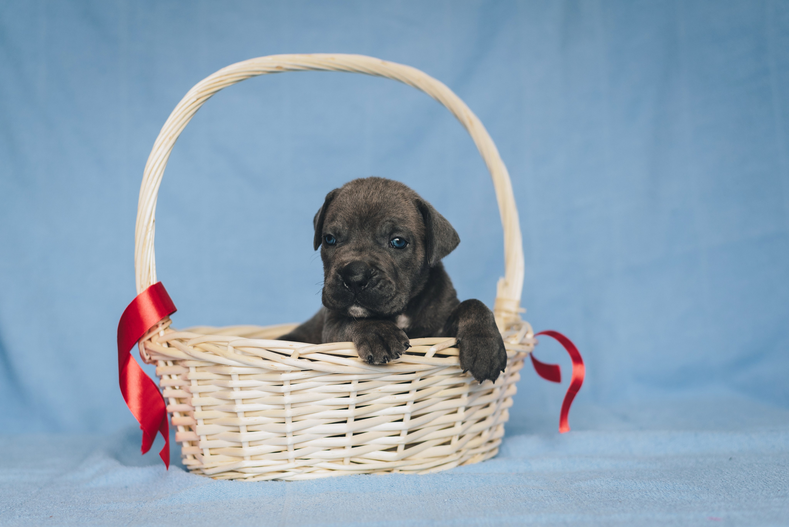 Cane Corso. Natalia Finch Photography — Family, Kids & Pet Photographer in Chicago, IL