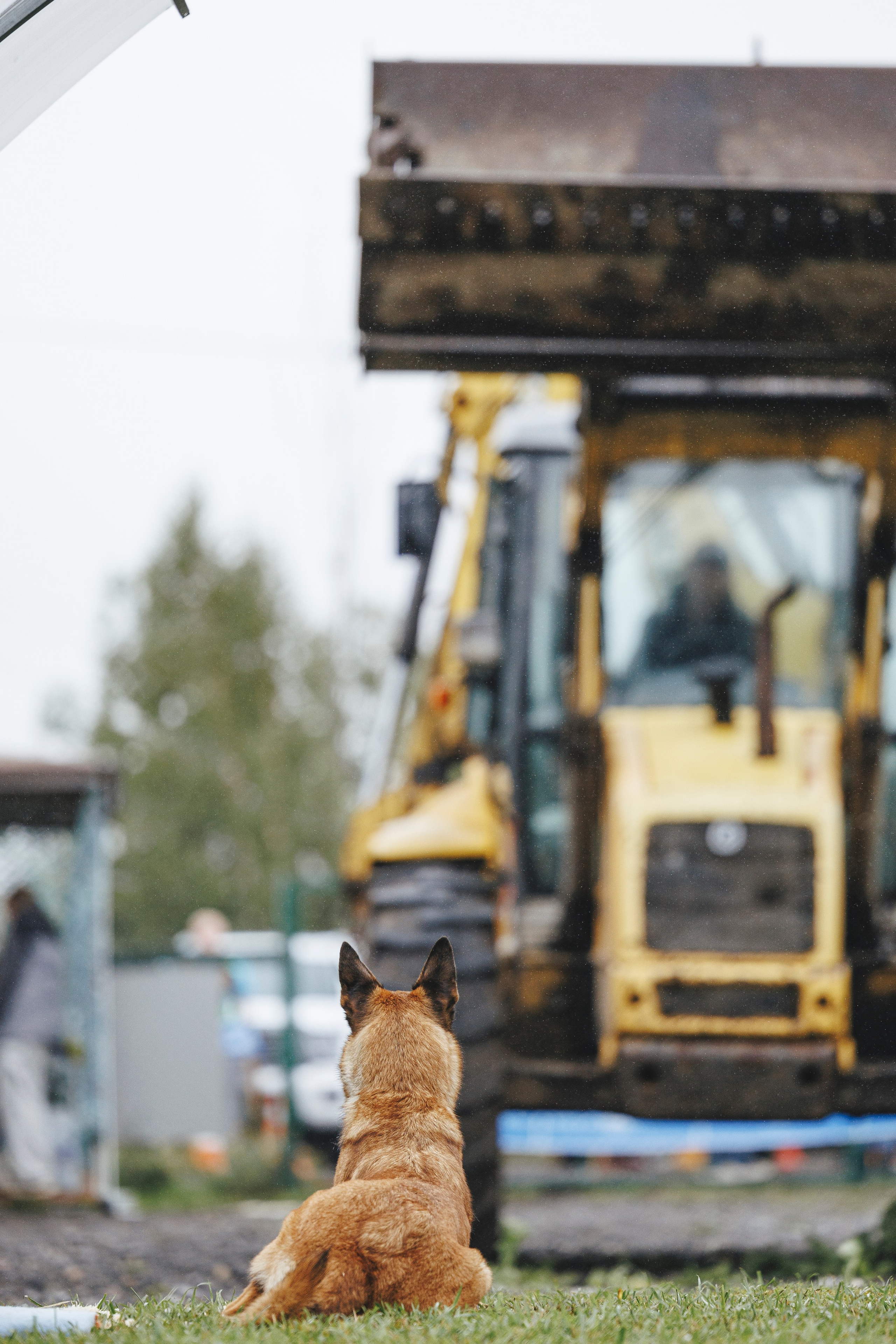 08.08.25-10.08.25 ЧР по мондьорингу г. Вологда. Фотограф-анималист Анна Маринич