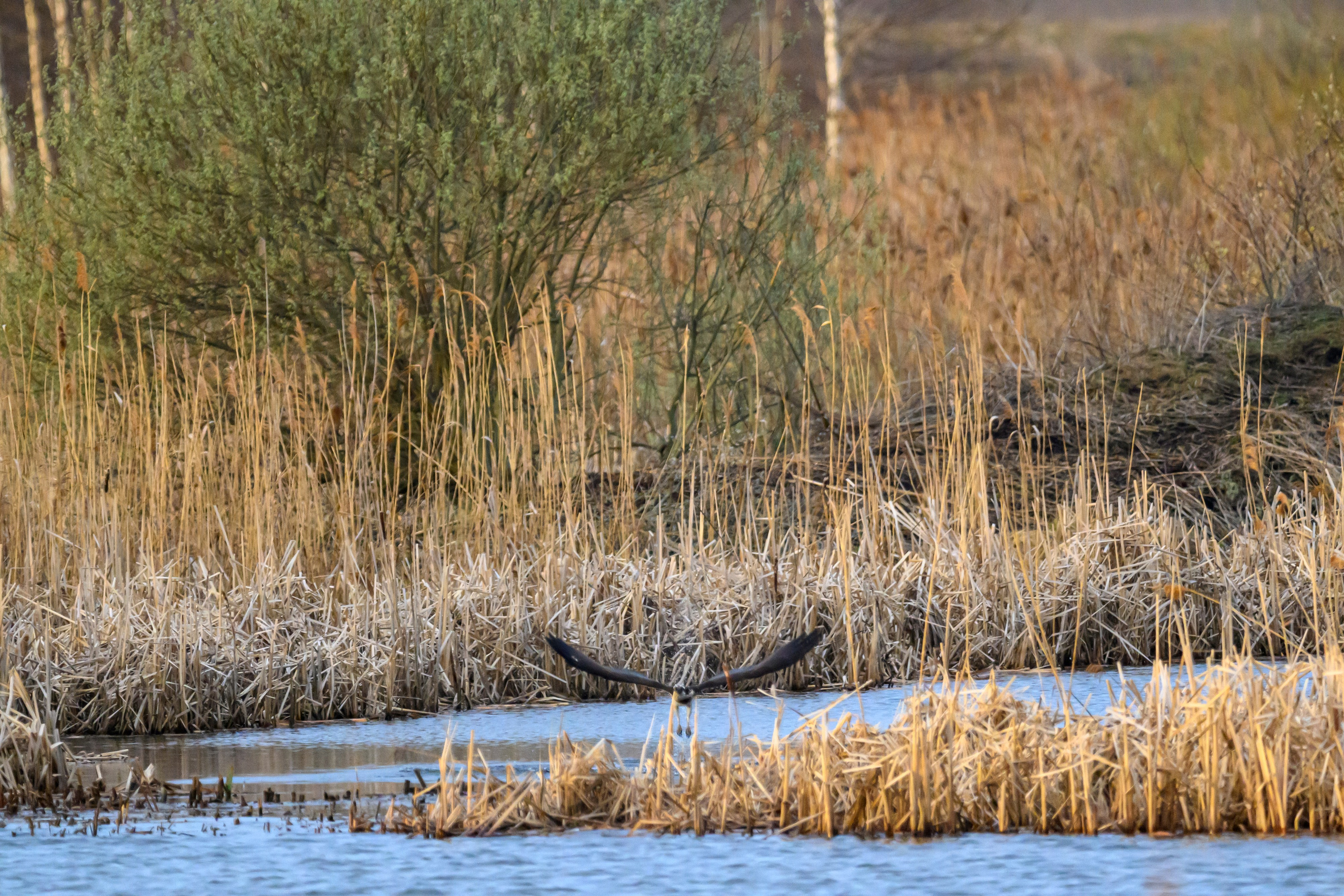 Дуплет скопы. Wildlife photography by Sergey Puponin