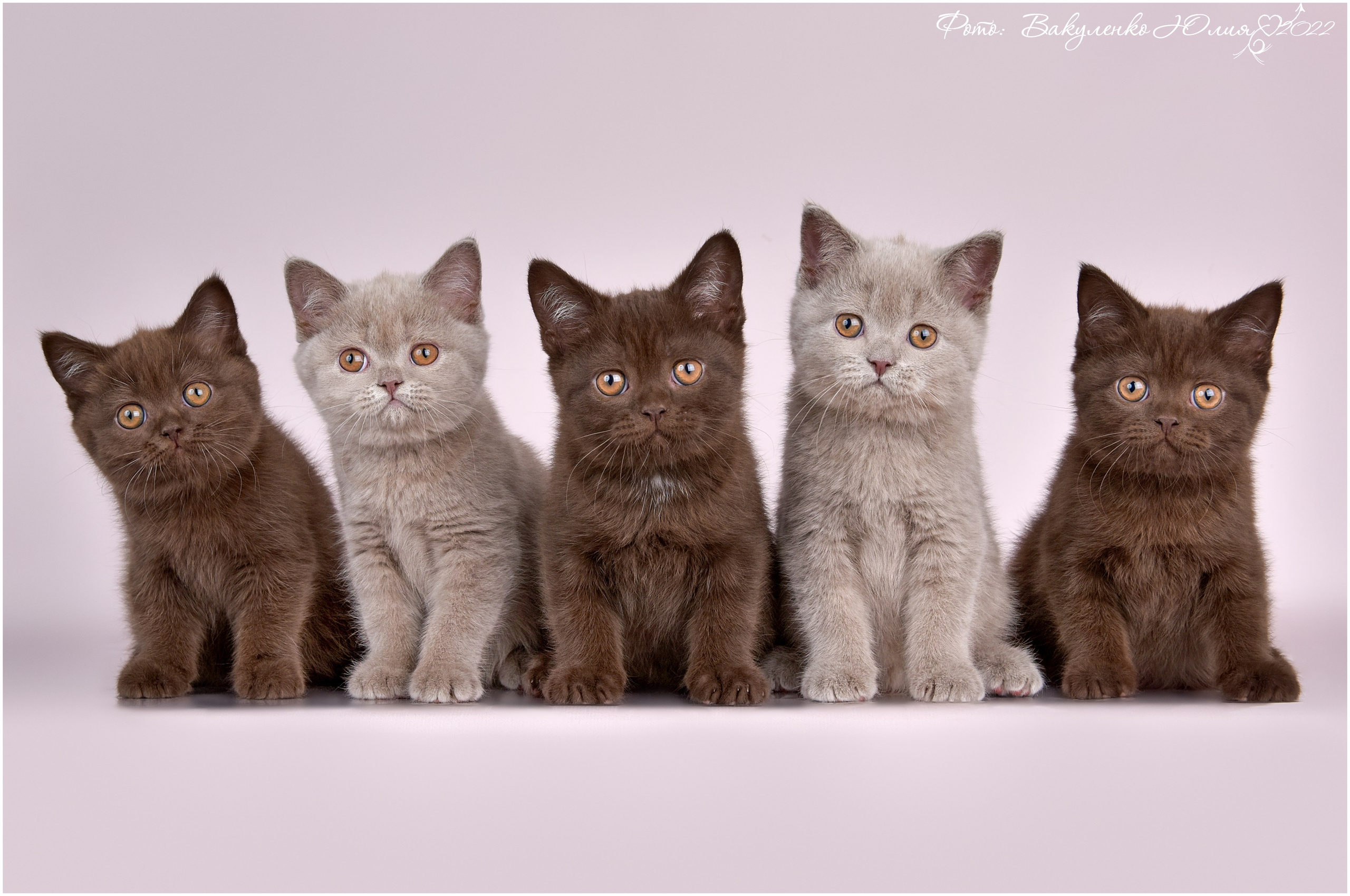 Котята. Фотограф анималист | семейный Юлия Вакуленко, г. Краснодар