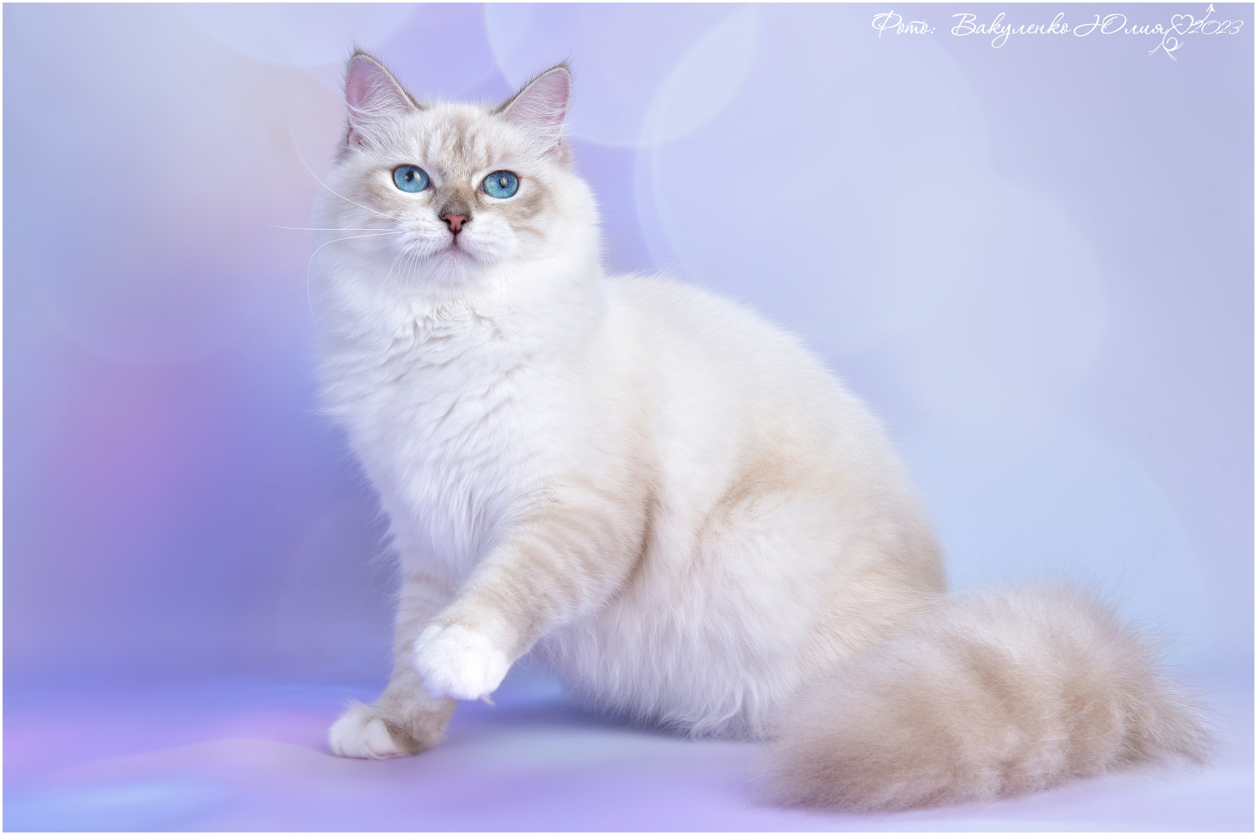 Взрослые. Фотограф анималист | семейный Юлия Вакуленко, г. Краснодар