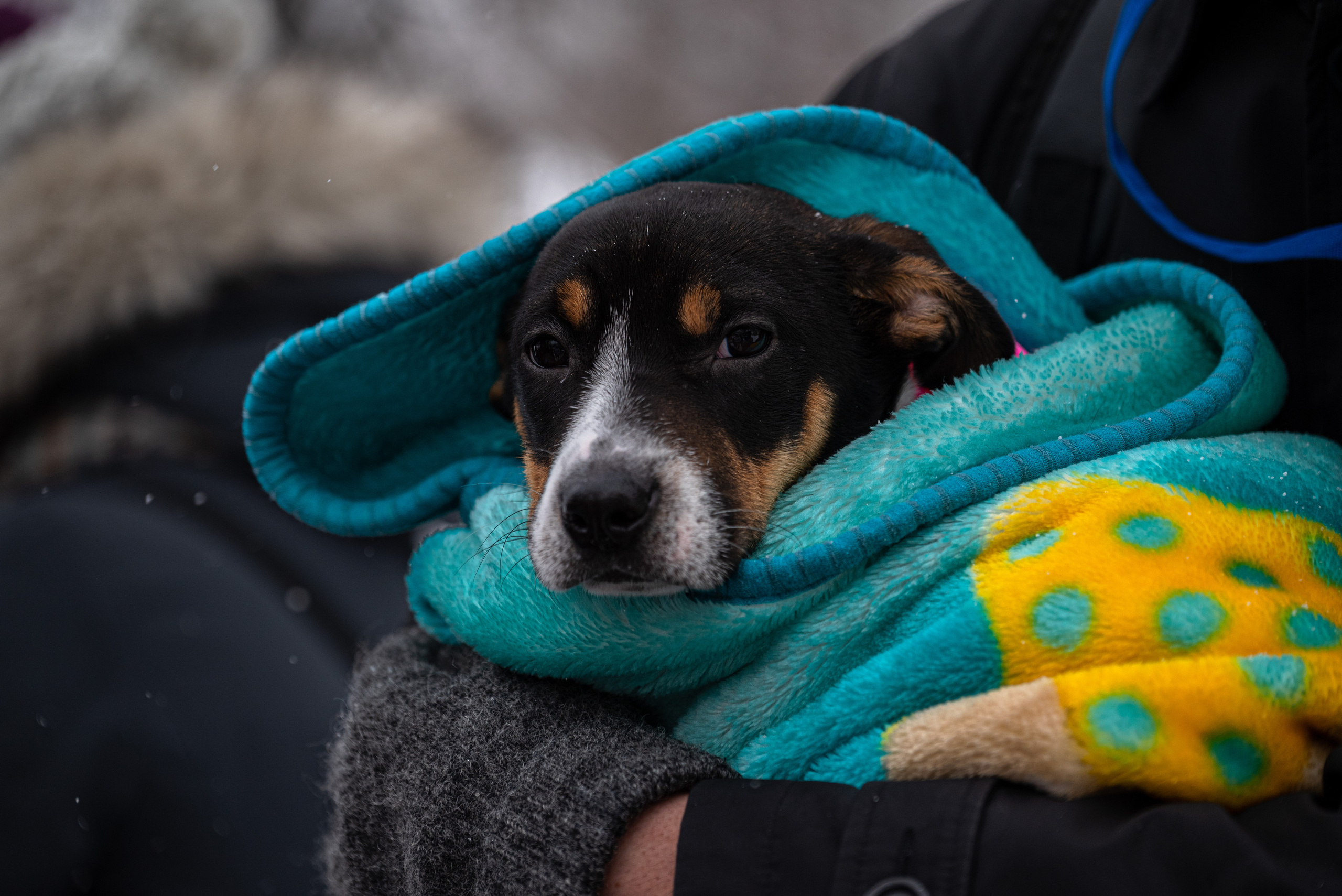 Всем по собаке. Фотограф Дарья Сафонова Dashulkacss