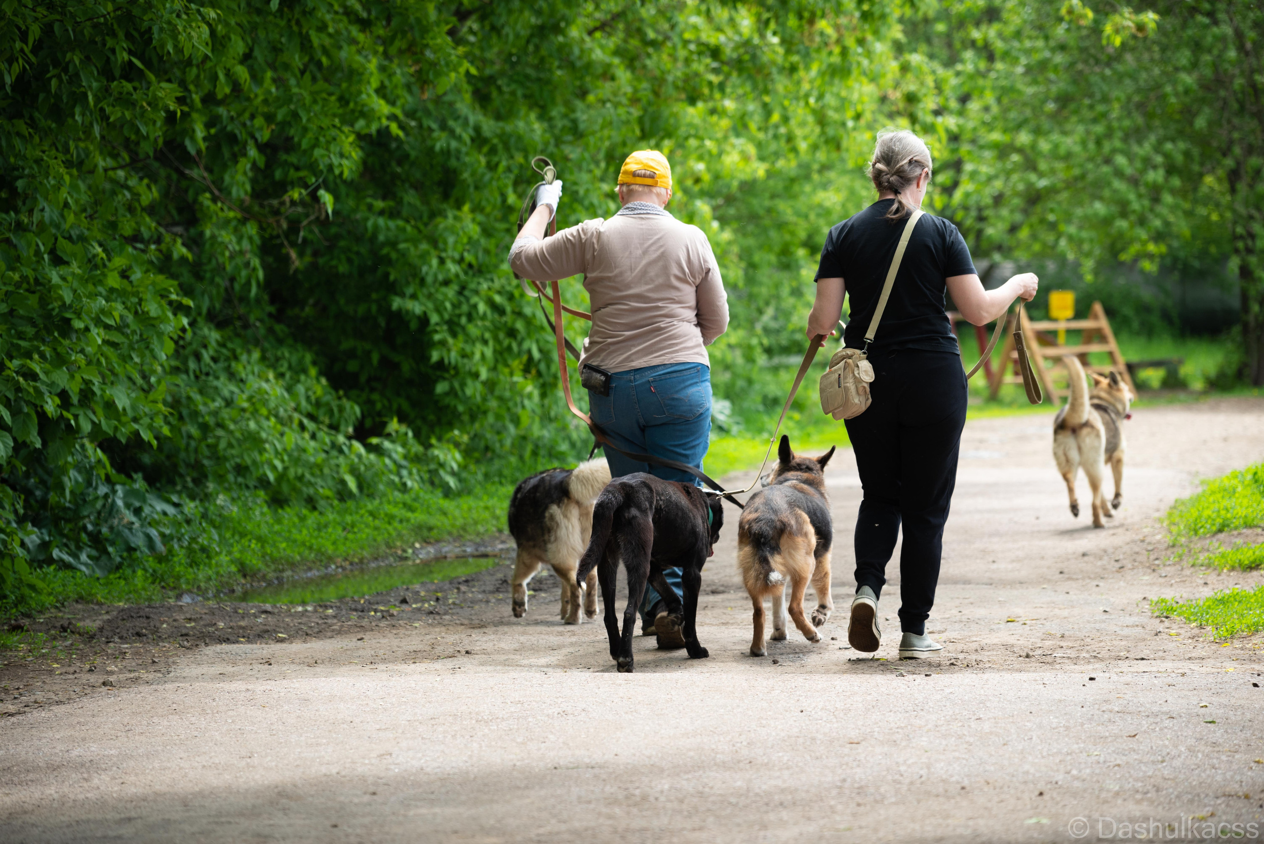 Выезд в приют. Фотограф Дарья Сафонова Dashulkacss