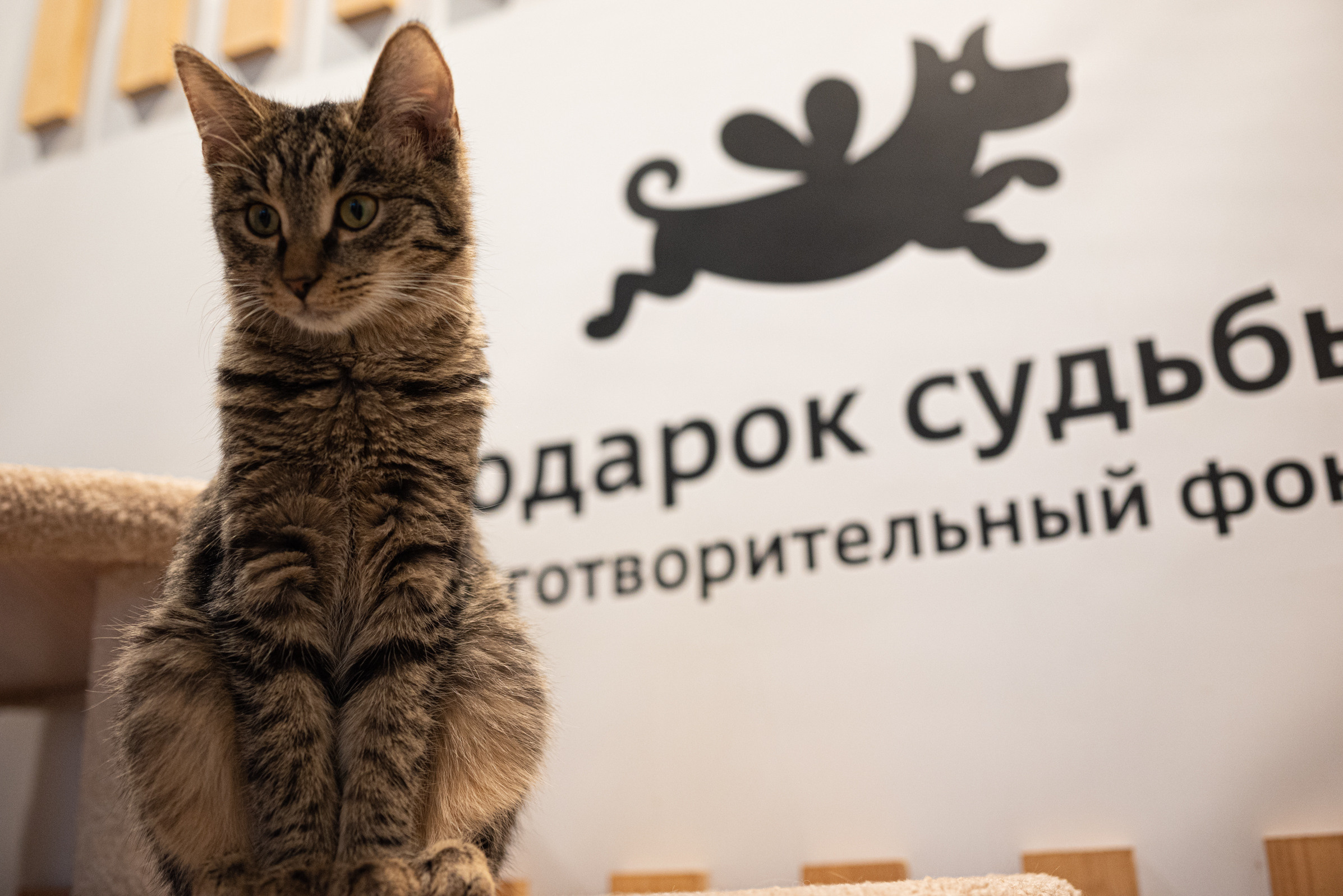 Cat Point. Фотограф Дарья Сафонова Dashulkacss