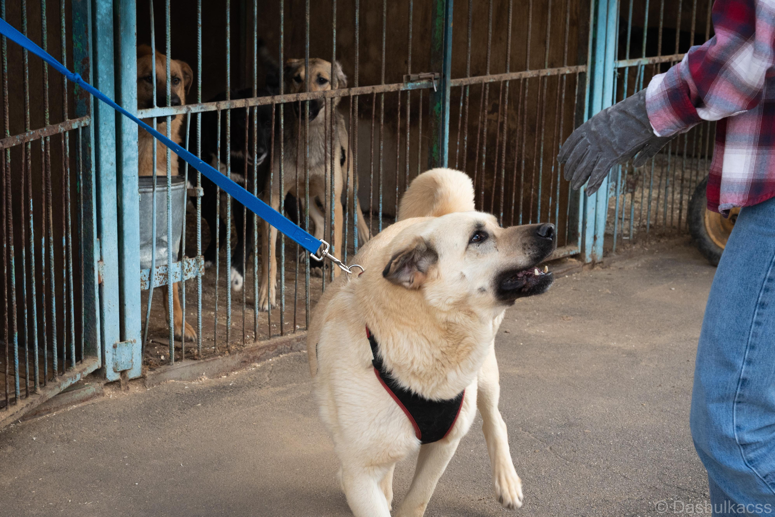 Выезд в приют. Фотограф Дарья Сафонова Dashulkacss