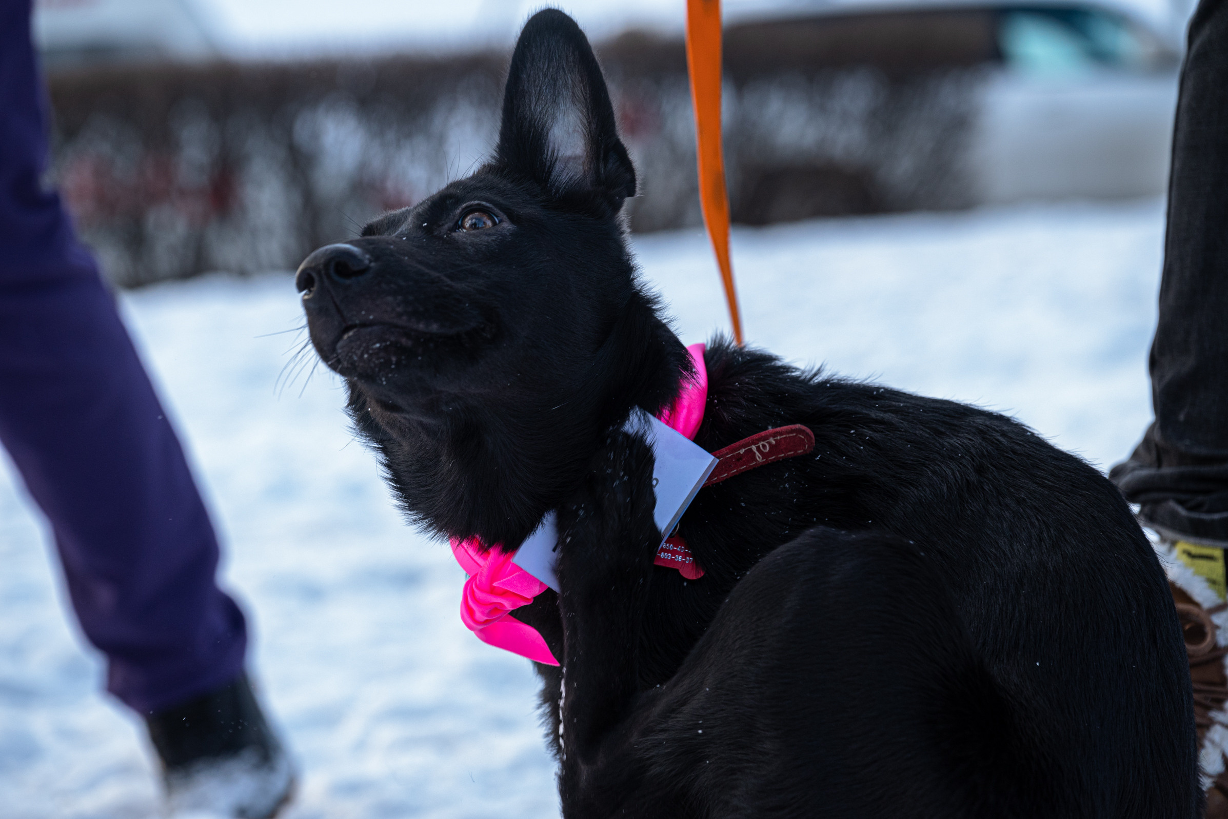 Всем по собаке. Фотограф Дарья Сафонова Dashulkacss