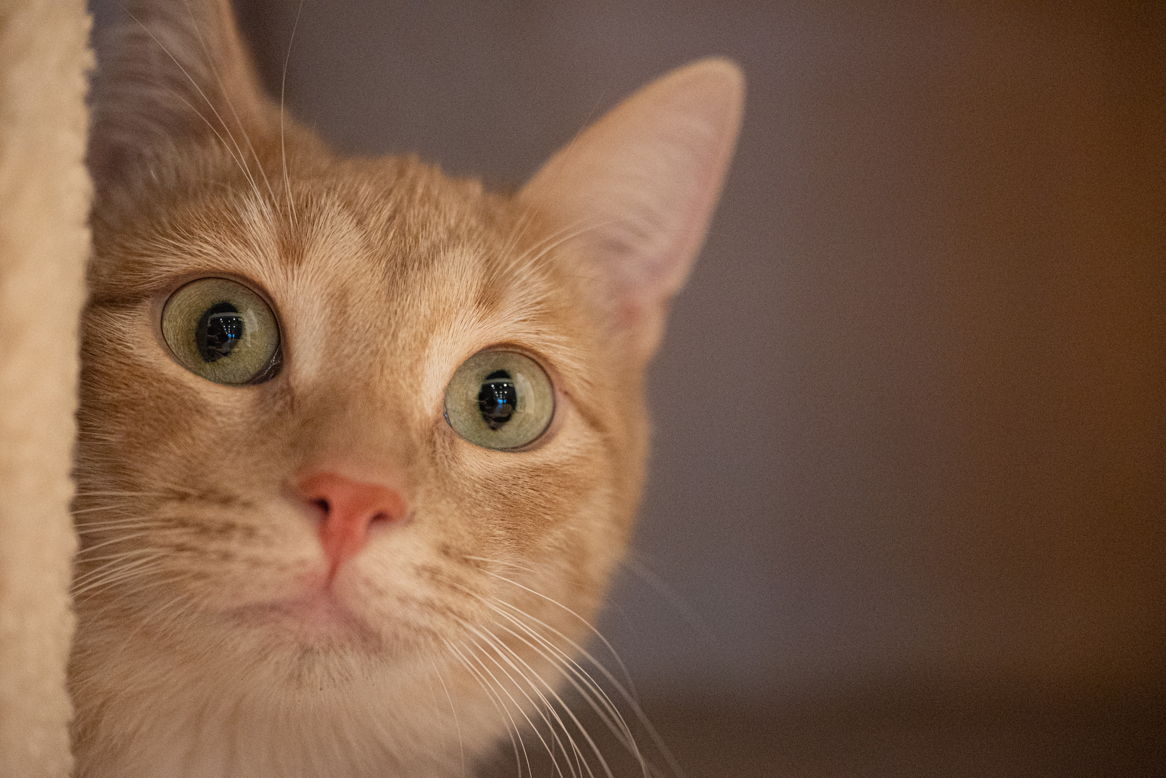 Cat Point. Фотограф Дарья Сафонова Dashulkacss