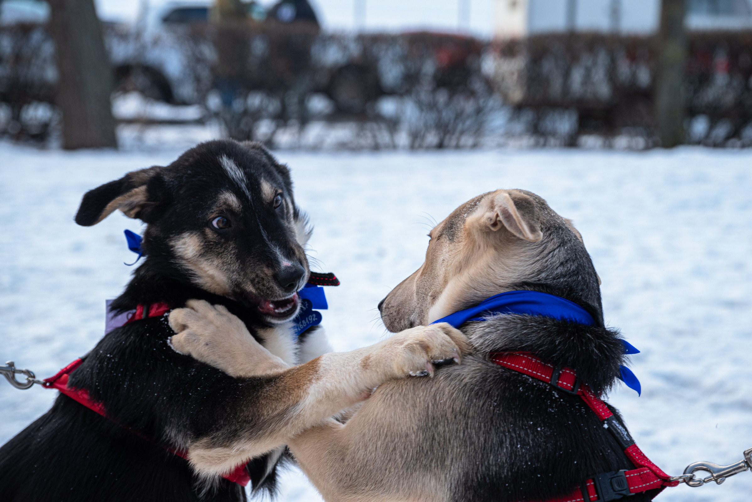 Всем по собаке. Фотограф Дарья Сафонова Dashulkacss
