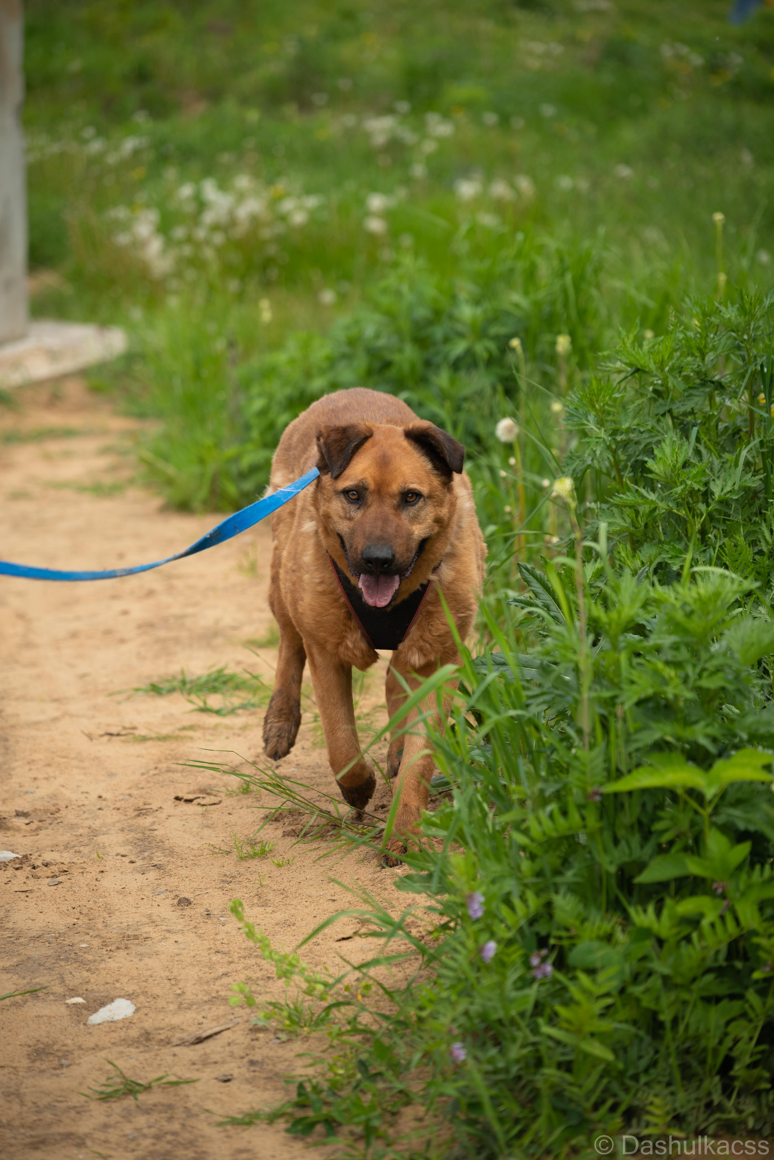 Выезд в приют. Фотограф Дарья Сафонова Dashulkacss