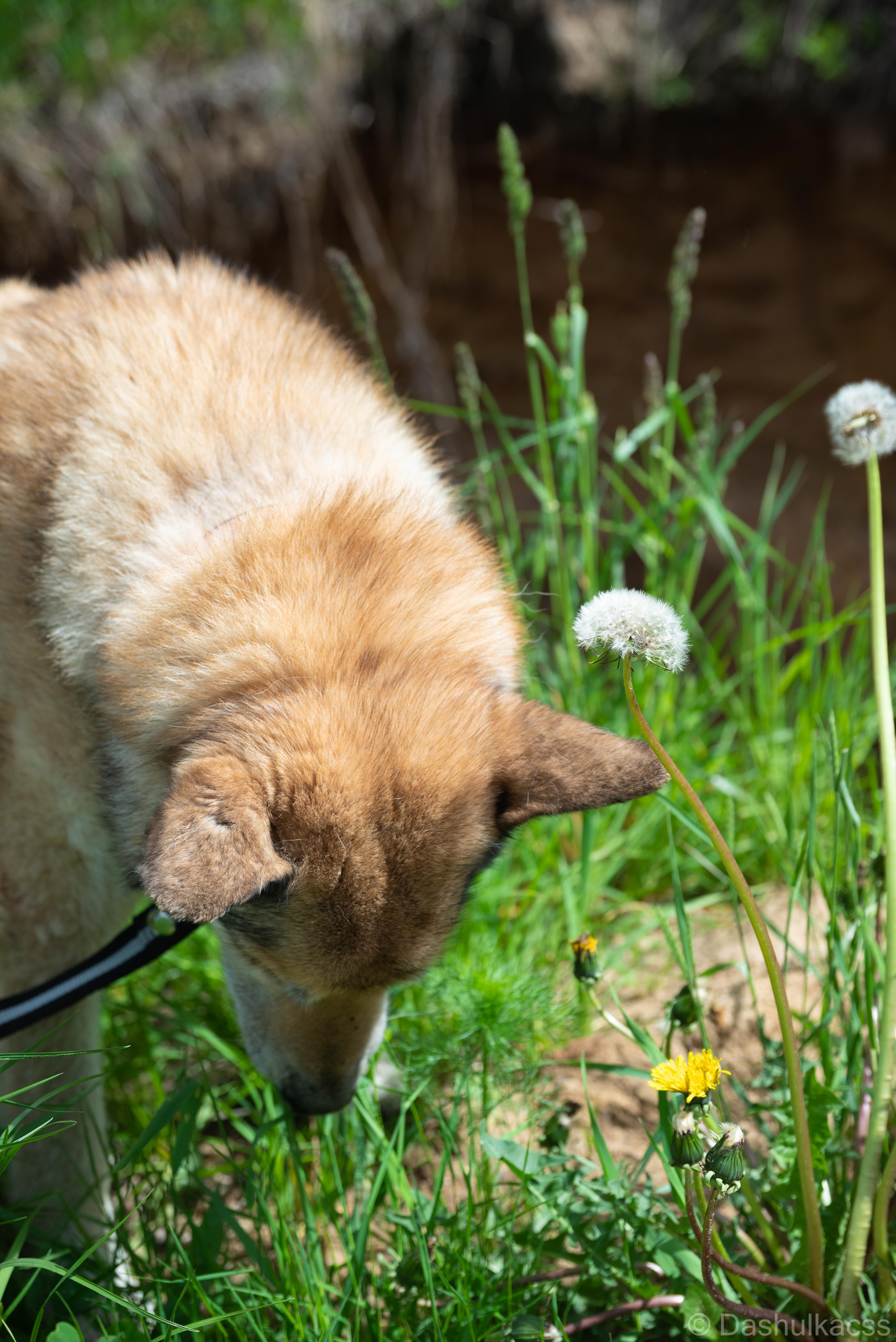 Выезд в приют. Фотограф Дарья Сафонова Dashulkacss