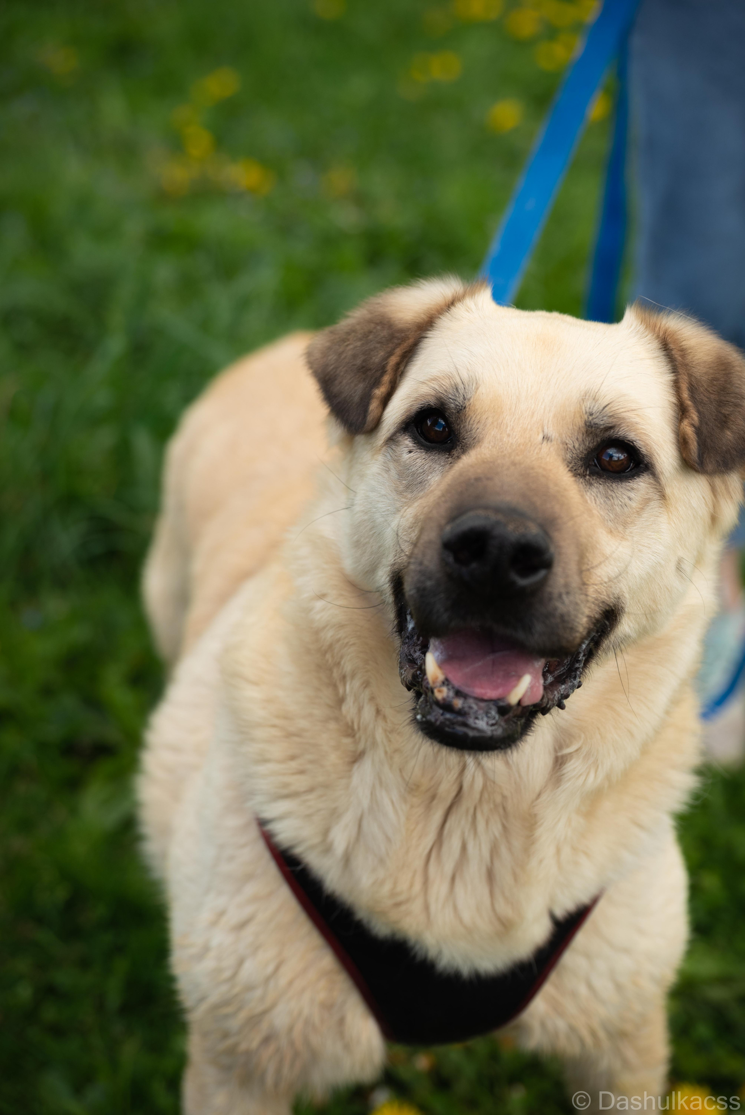 Выезд в приют. Фотограф Дарья Сафонова Dashulkacss