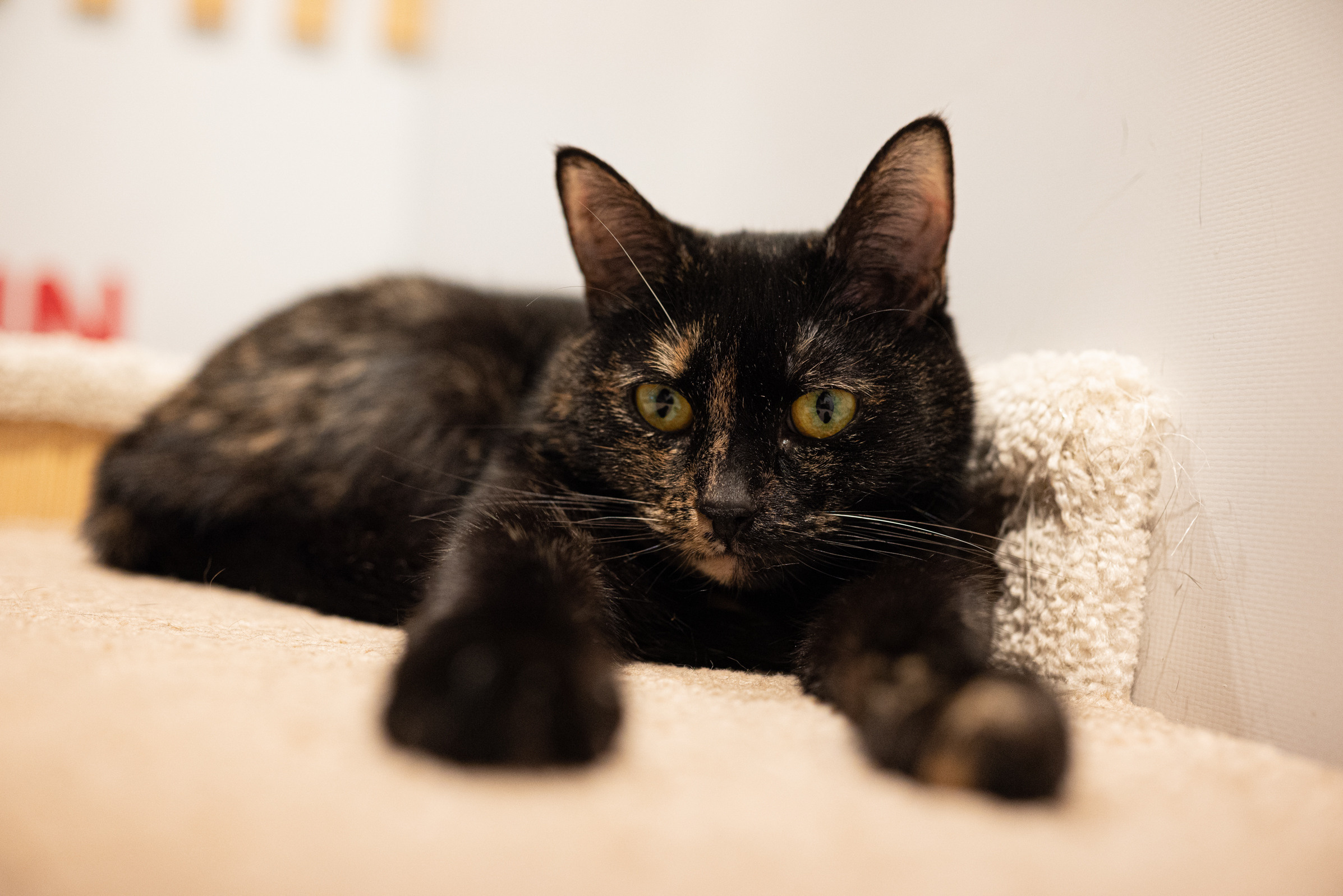 Cat Point. Фотограф Дарья Сафонова Dashulkacss