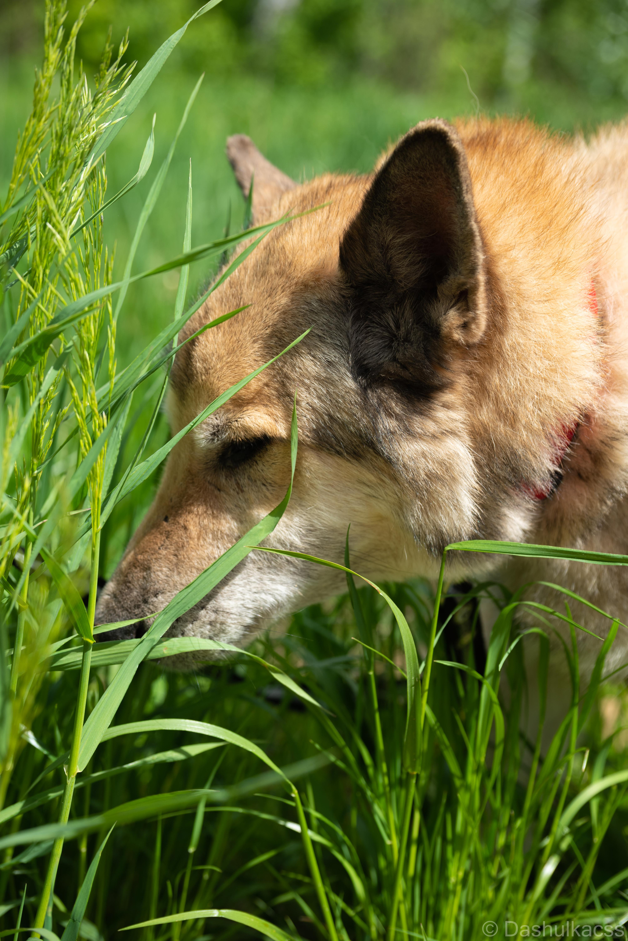 Выезд в приют. Фотограф Дарья Сафонова Dashulkacss