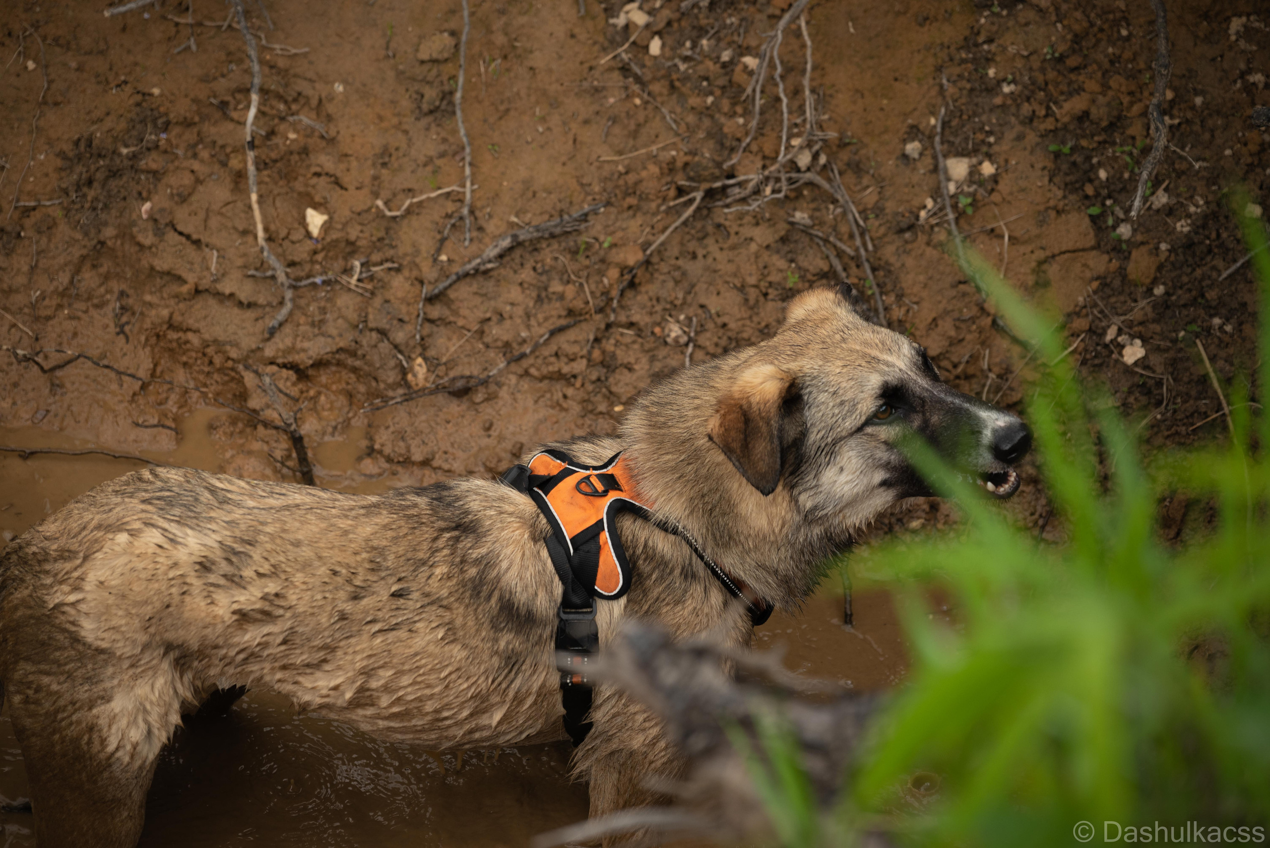 Выезд в приют. Фотограф Дарья Сафонова Dashulkacss