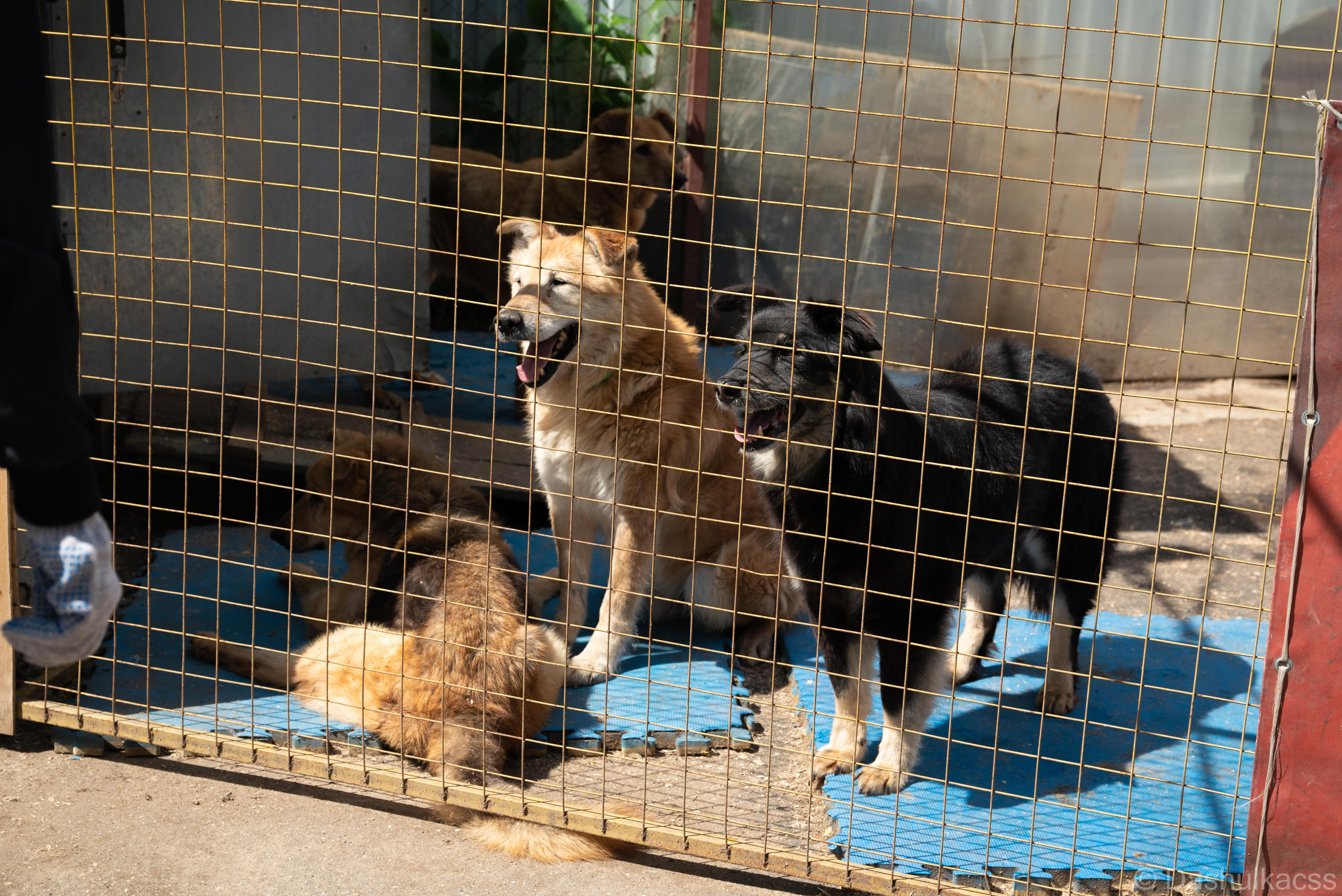 Выезд в приют. Фотограф Дарья Сафонова Dashulkacss
