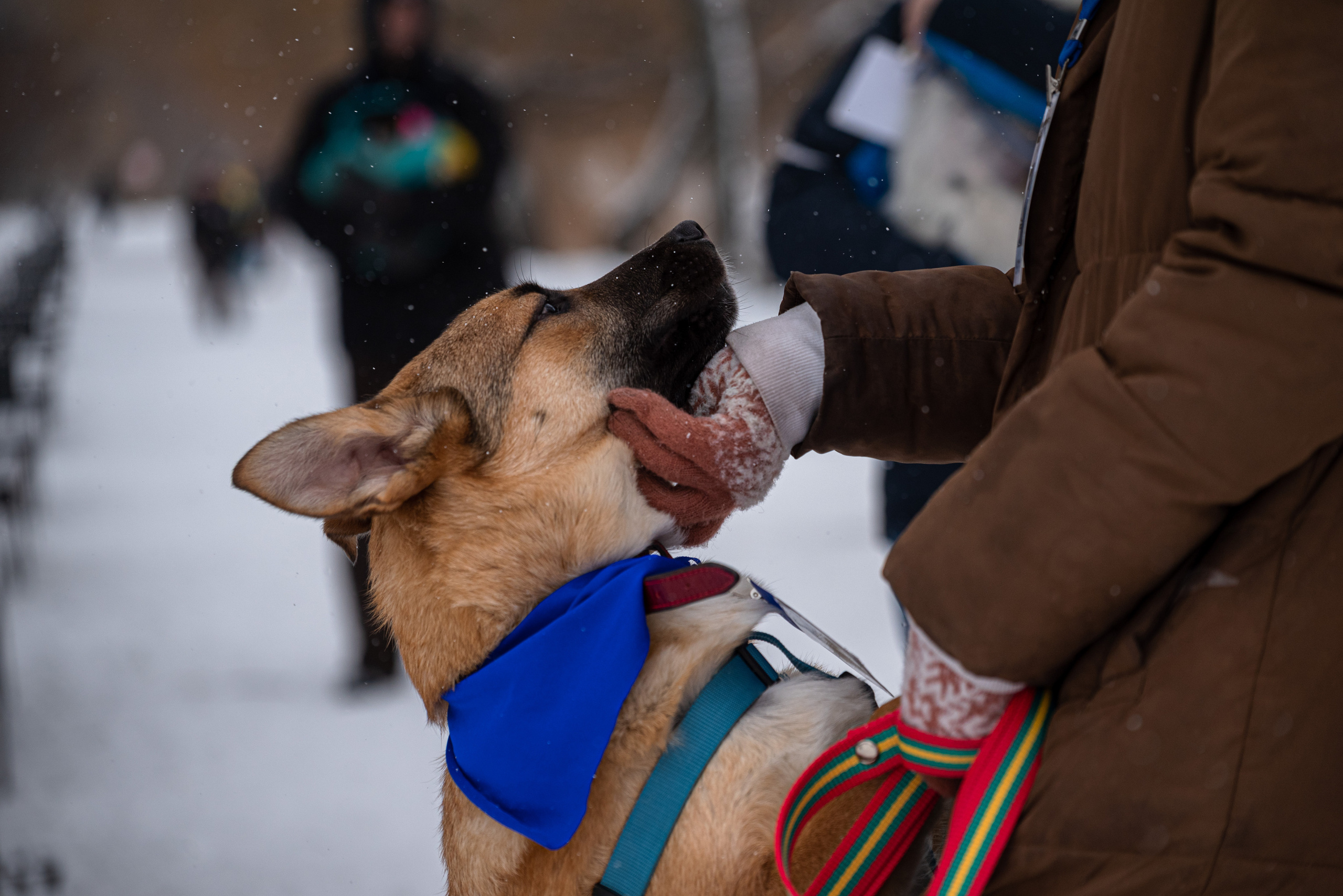 Всем по собаке. Фотограф Дарья Сафонова Dashulkacss