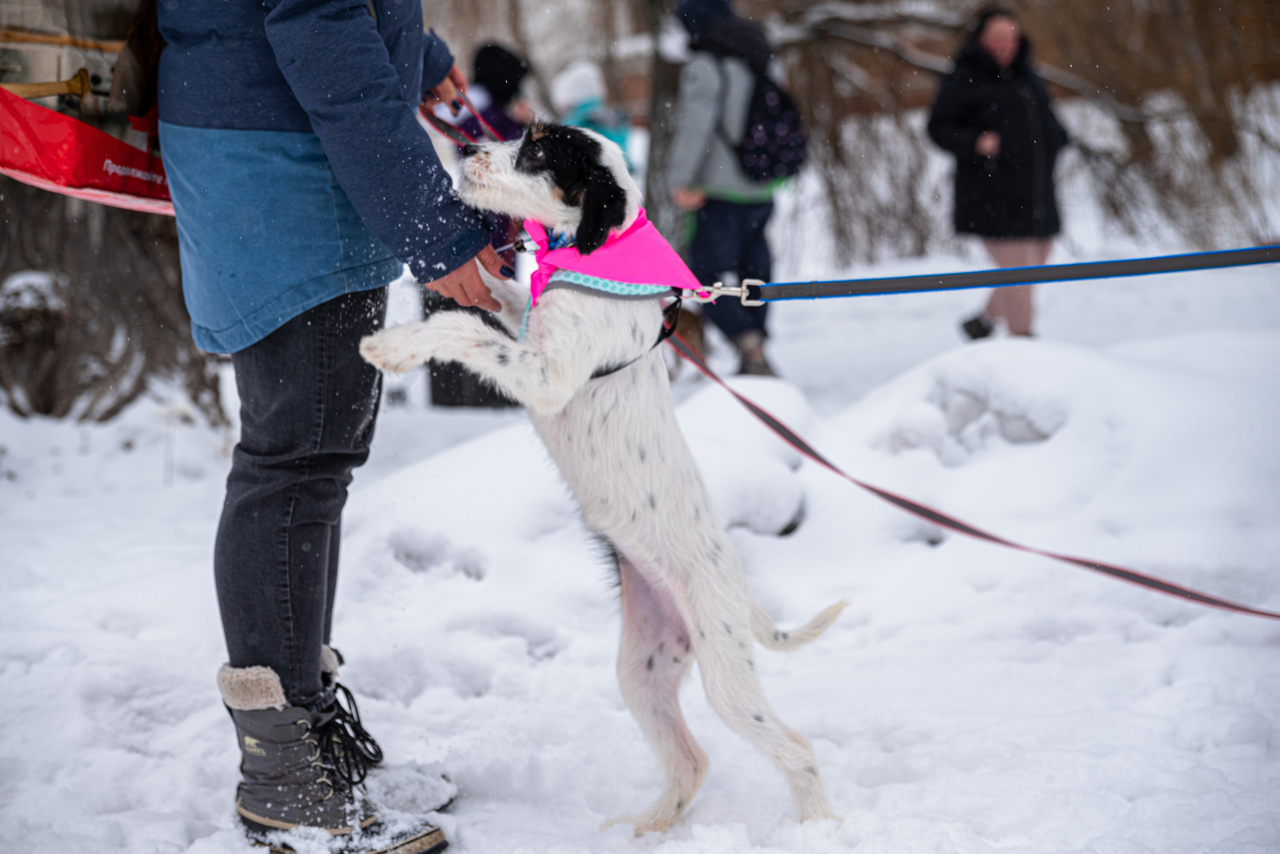 Всем по собаке. Фотограф Дарья Сафонова Dashulkacss