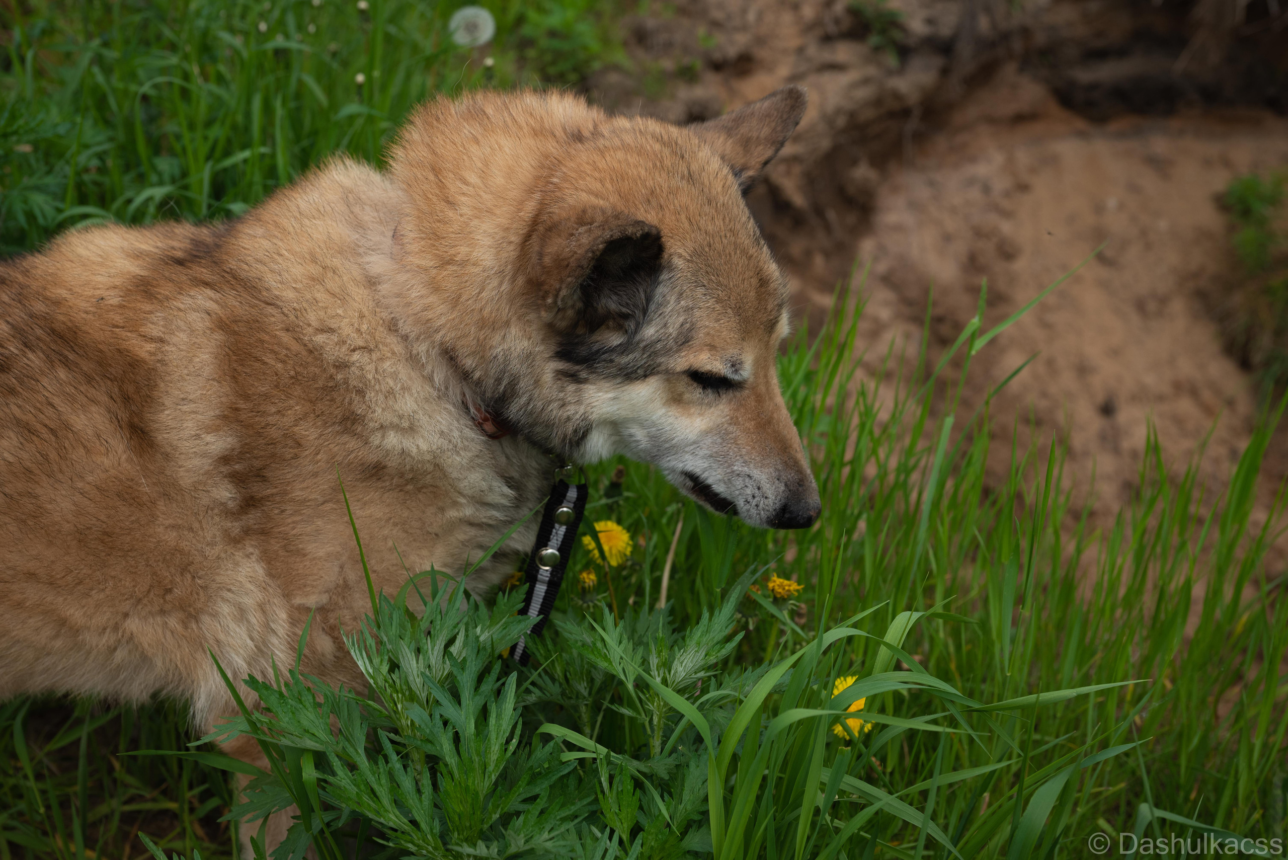 Выезд в приют. Фотограф Дарья Сафонова Dashulkacss